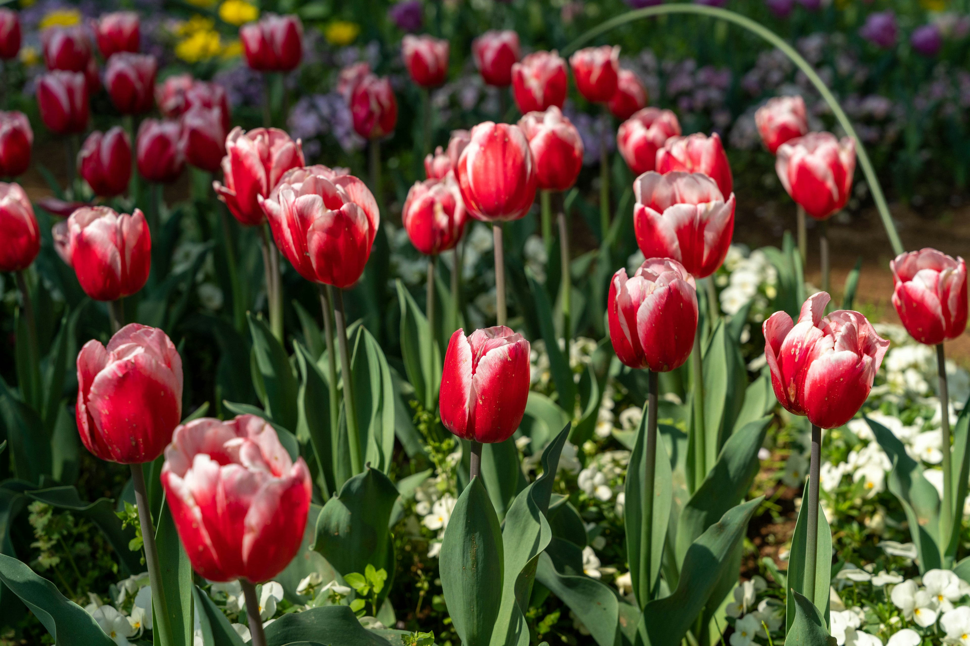 Una scena di giardino con tulipani rossi in fiore con bordi bianchi