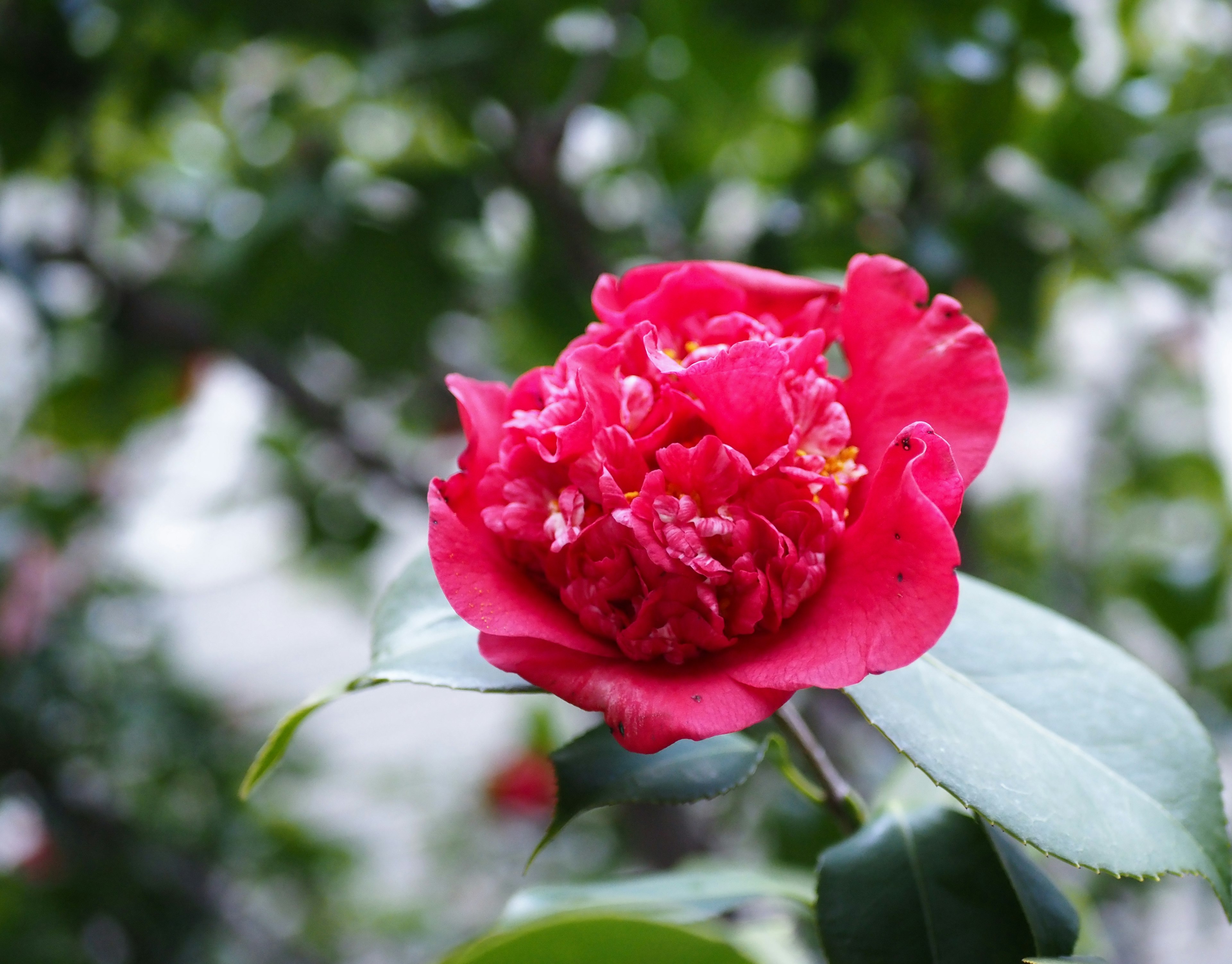 Flor de camelia roja vibrante que florece entre hojas verdes