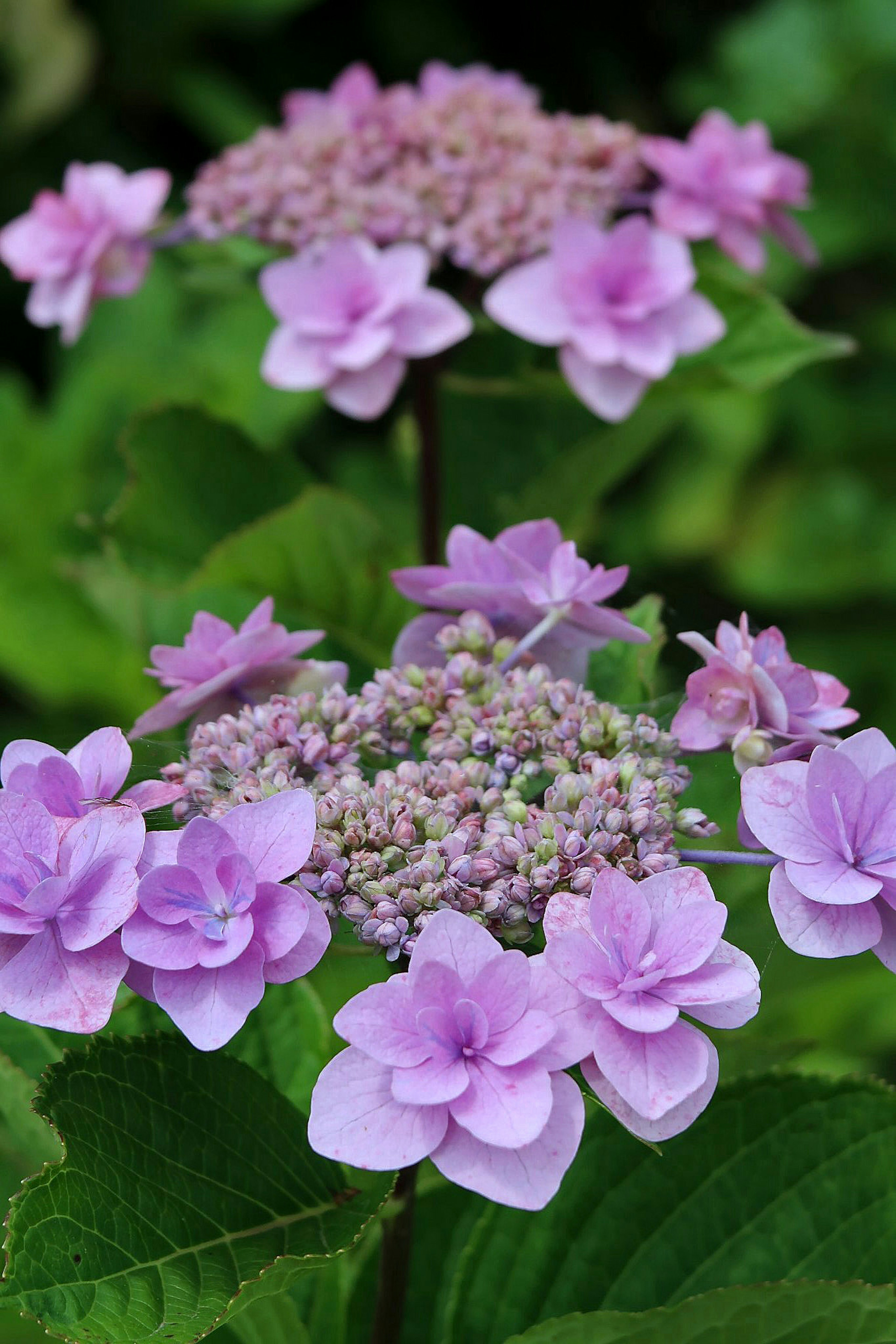 Beautiful purple flowers of a hydrangea plant