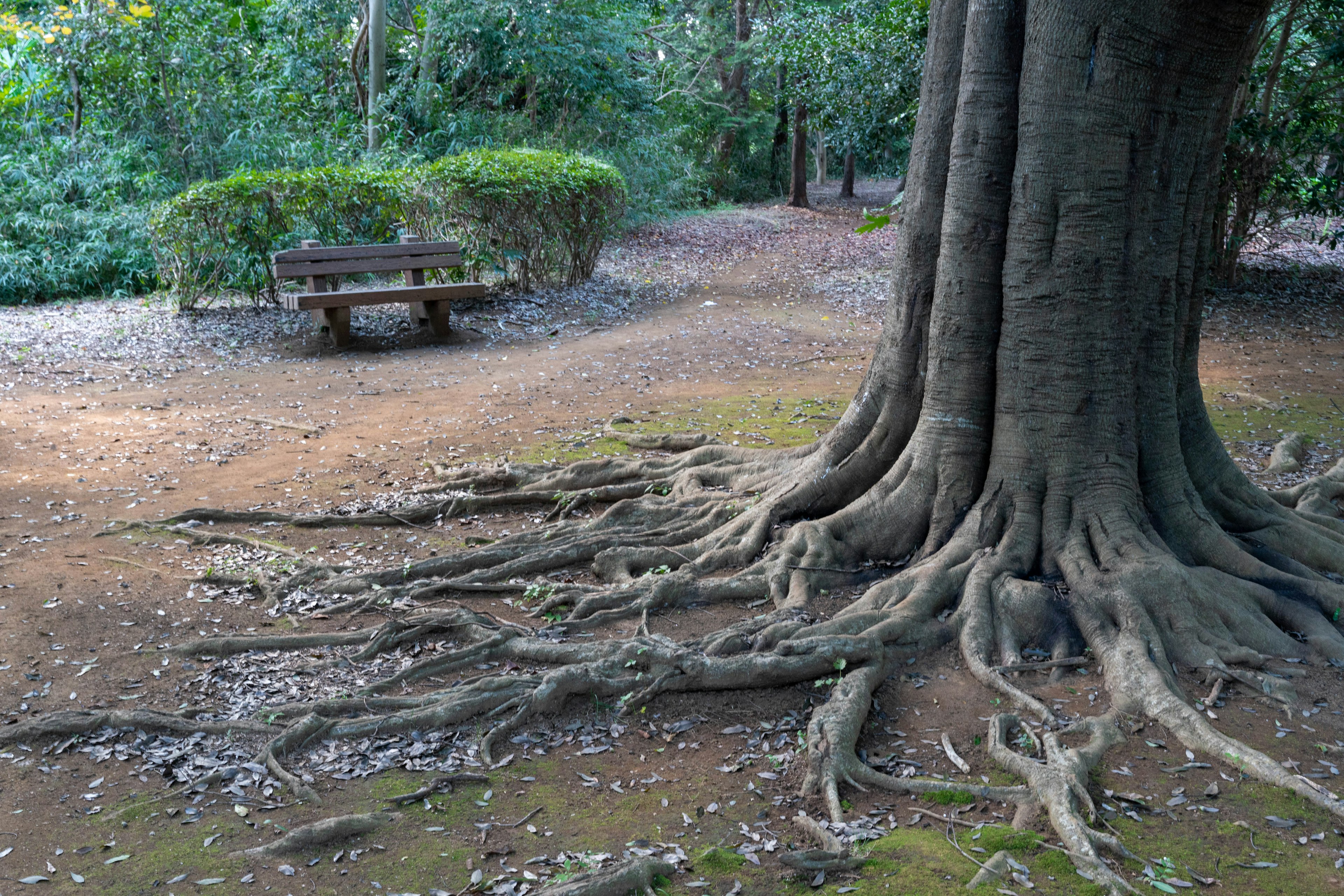 Grande albero con radici che si estendono e una panchina circondata da vegetazione