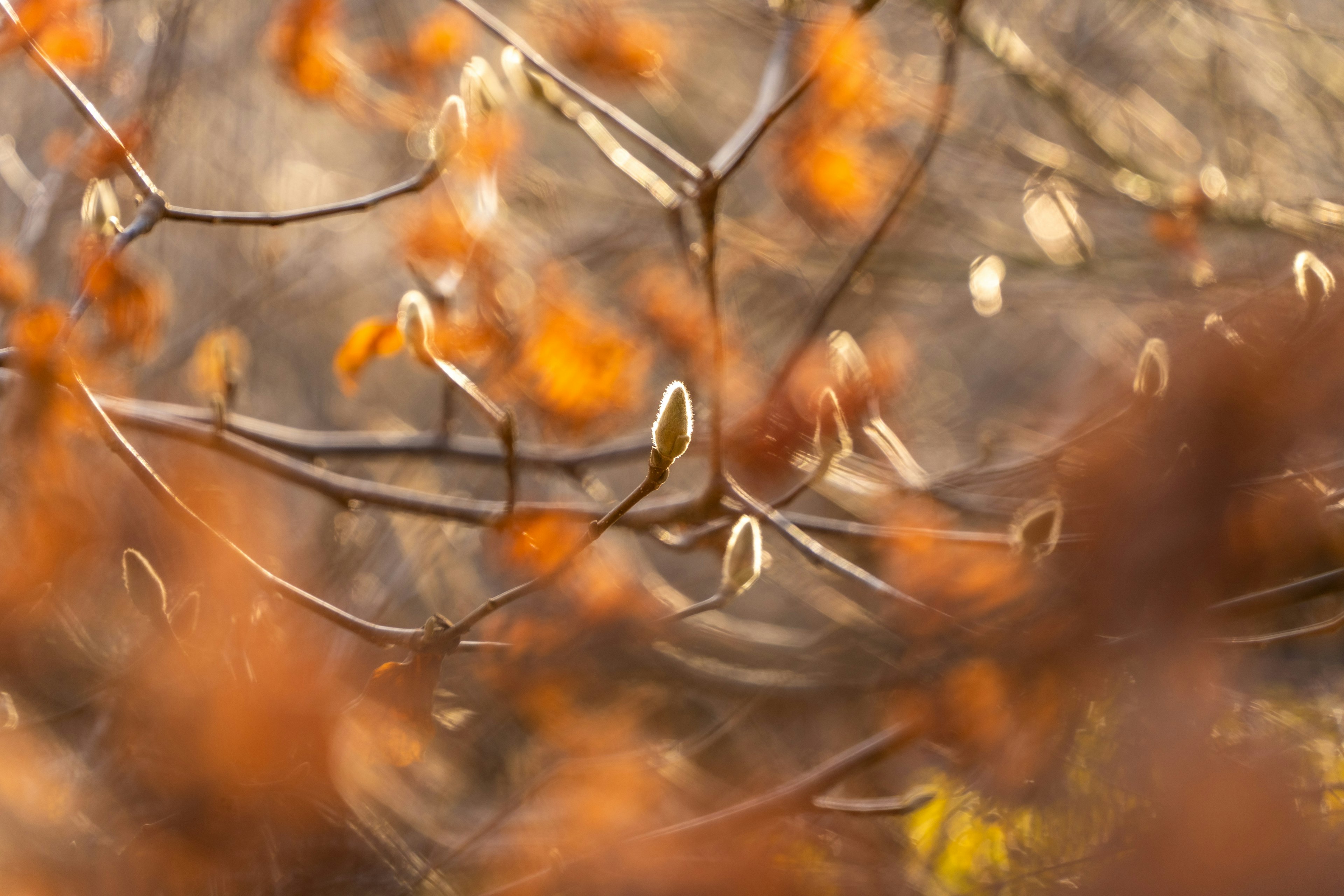 Image floue des branches avec des feuilles orange et des bourgeons au printemps