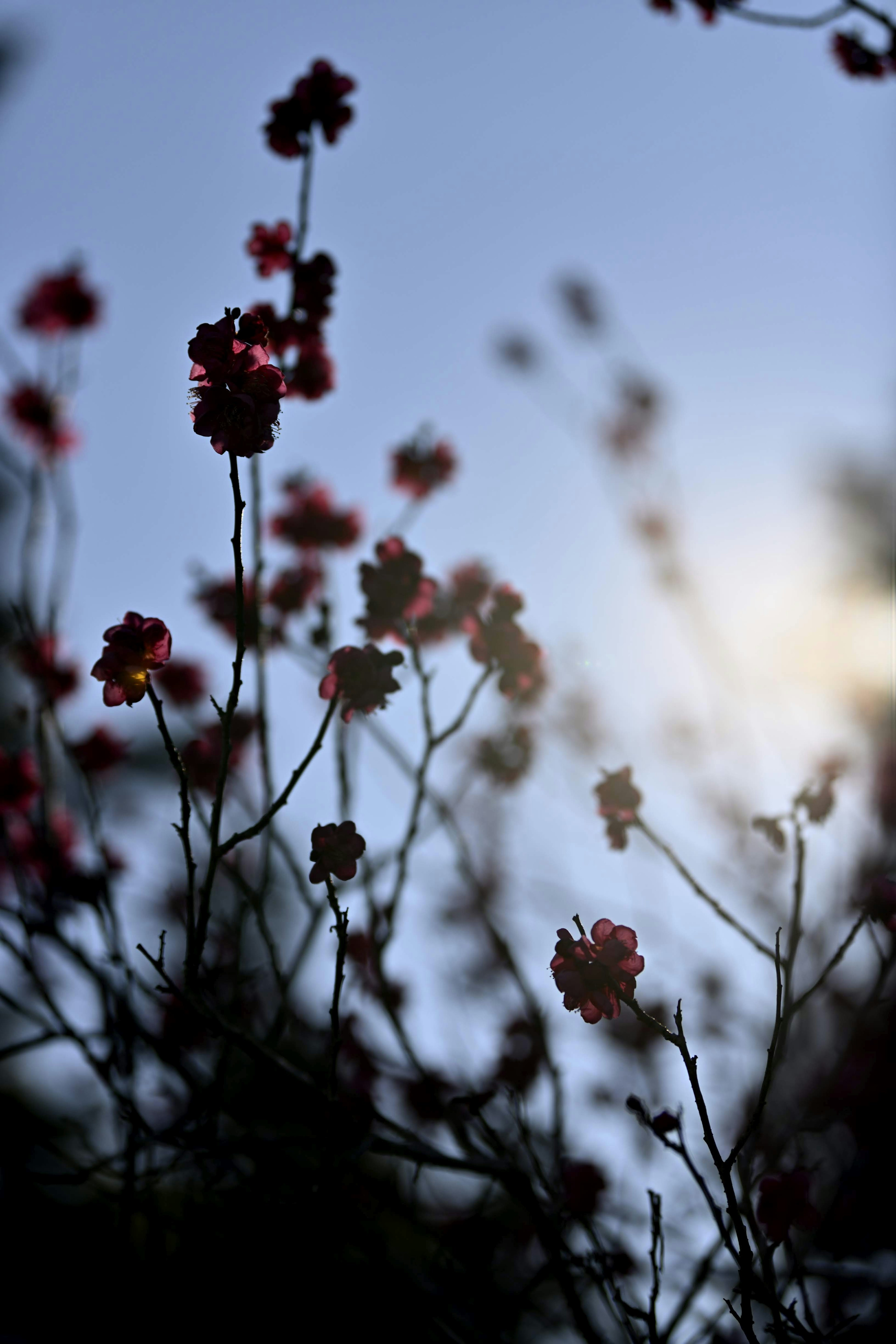 Silueta de flores rojas contra un cielo azul