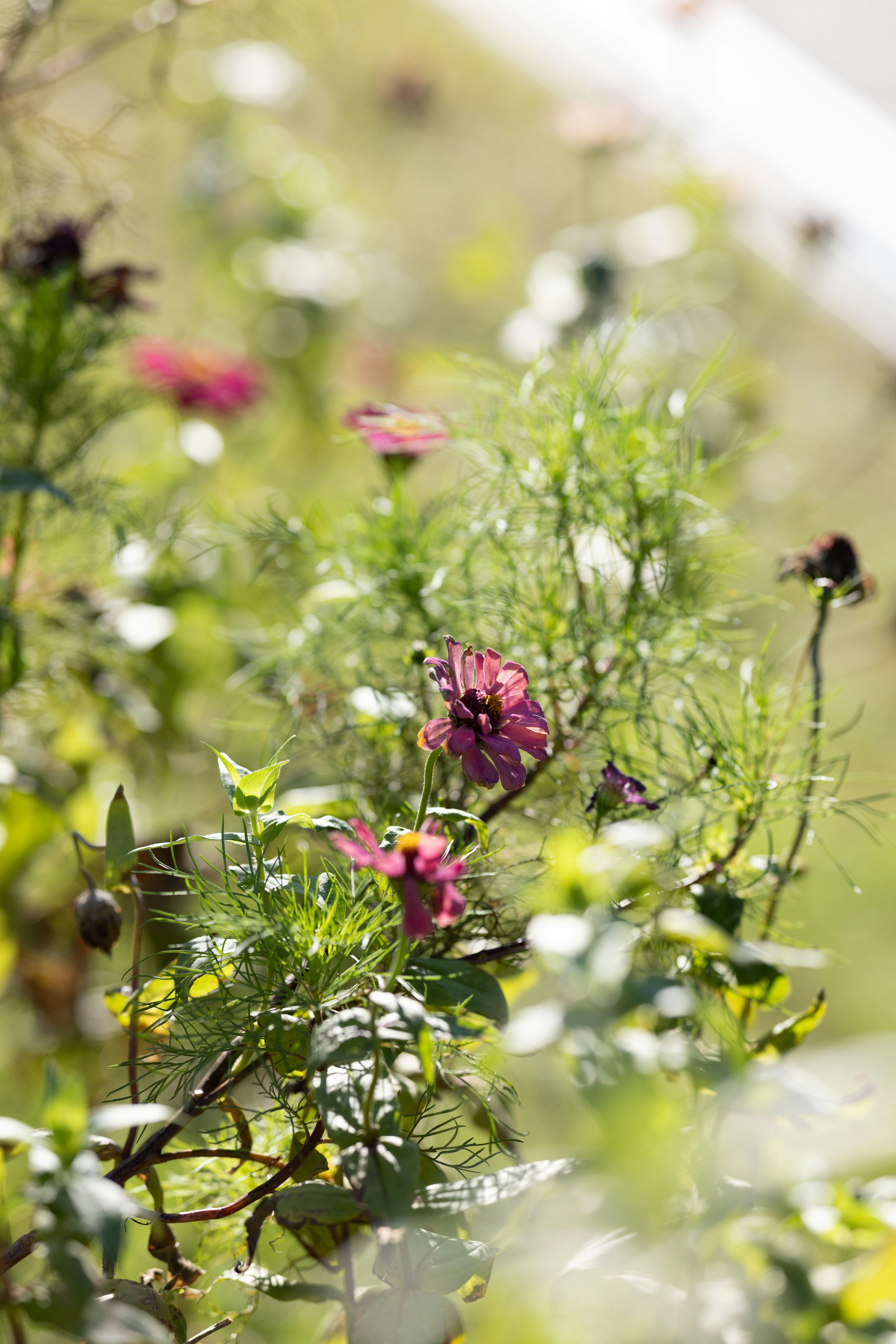 色とりどりの花が咲く緑豊かな植物の群れ