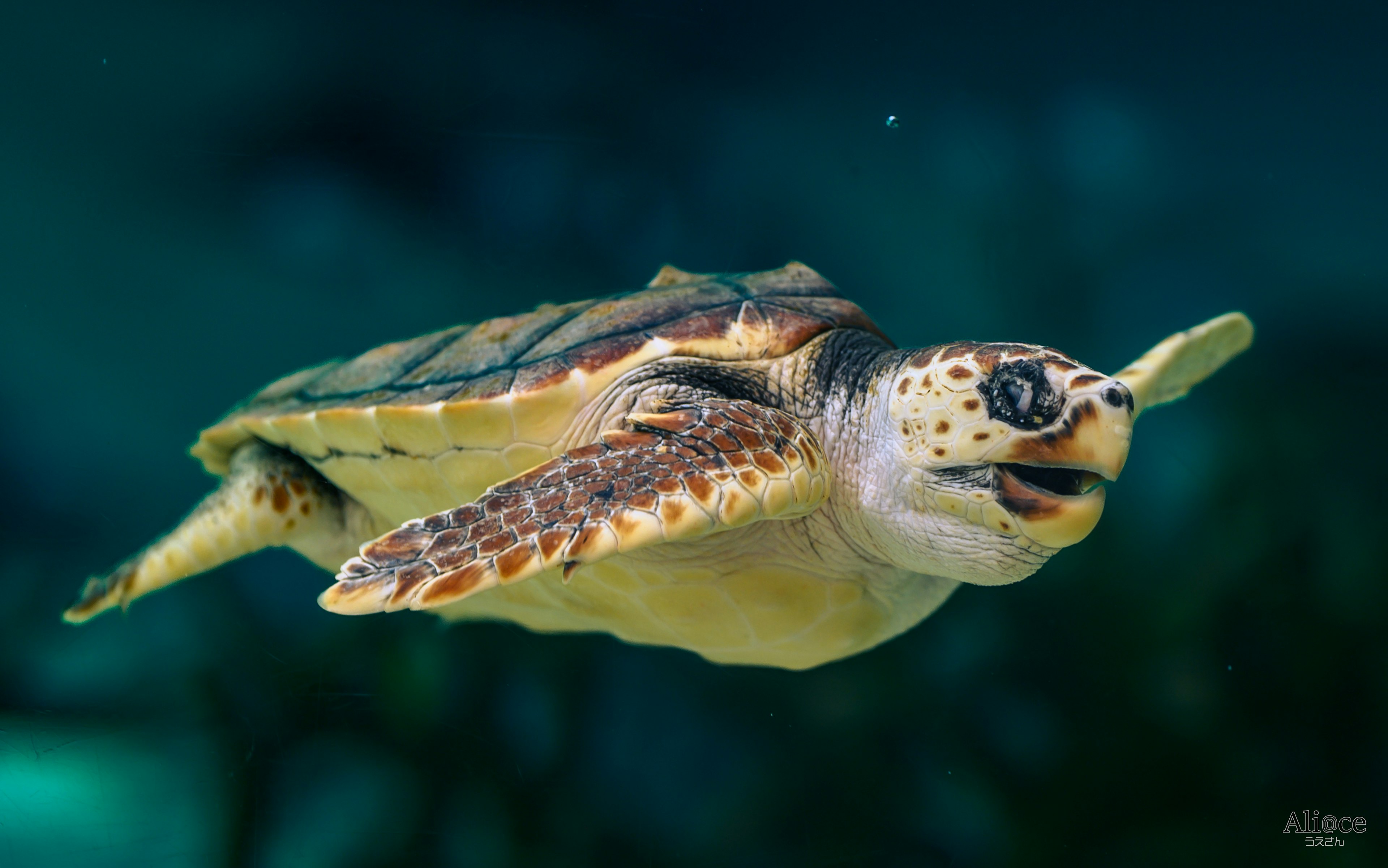 Ein lebendiges Bild einer Meeresschildkröte, die im Ozean schwimmt