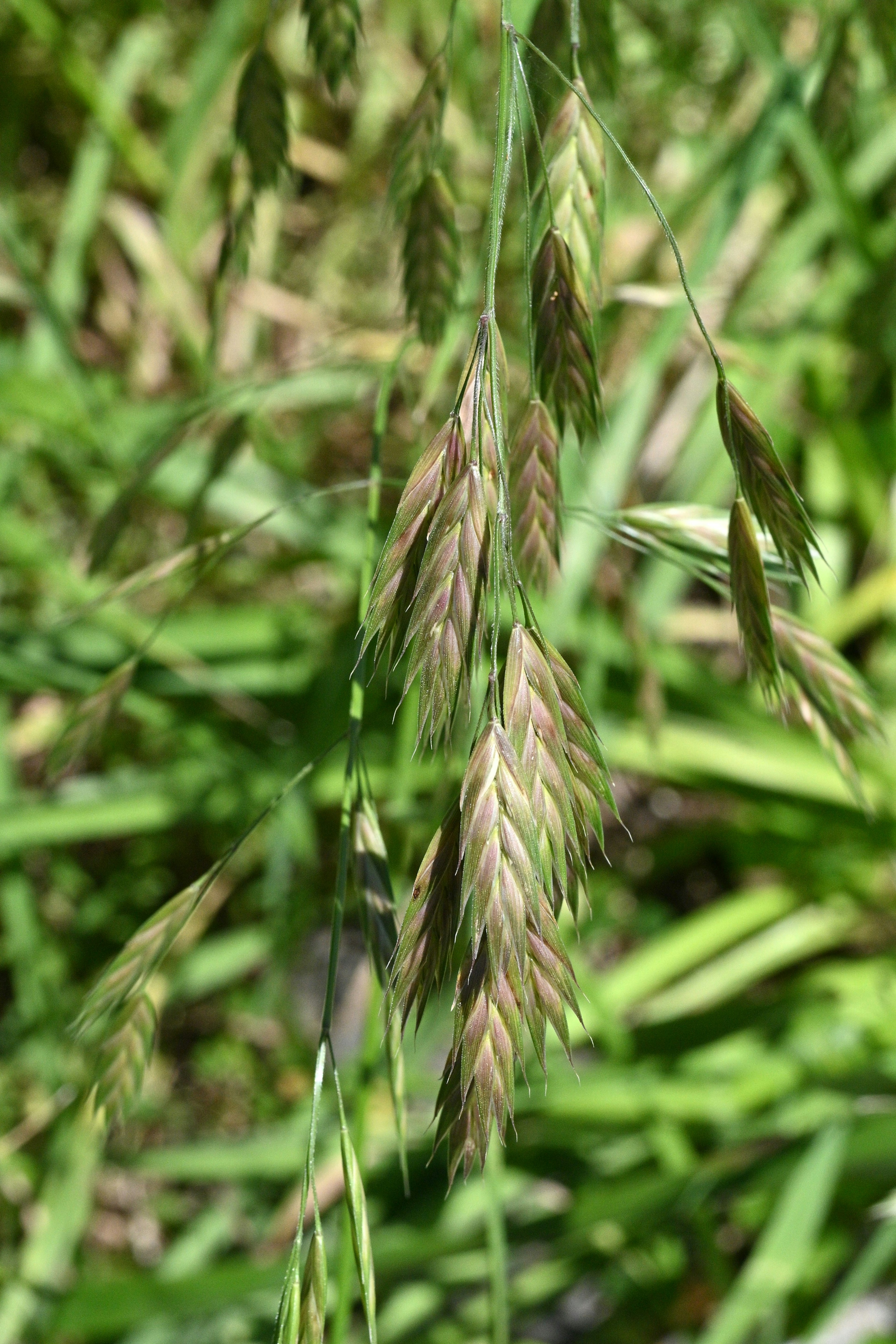 Gros plan d'une plante avec des épillets parmi l'herbe verte