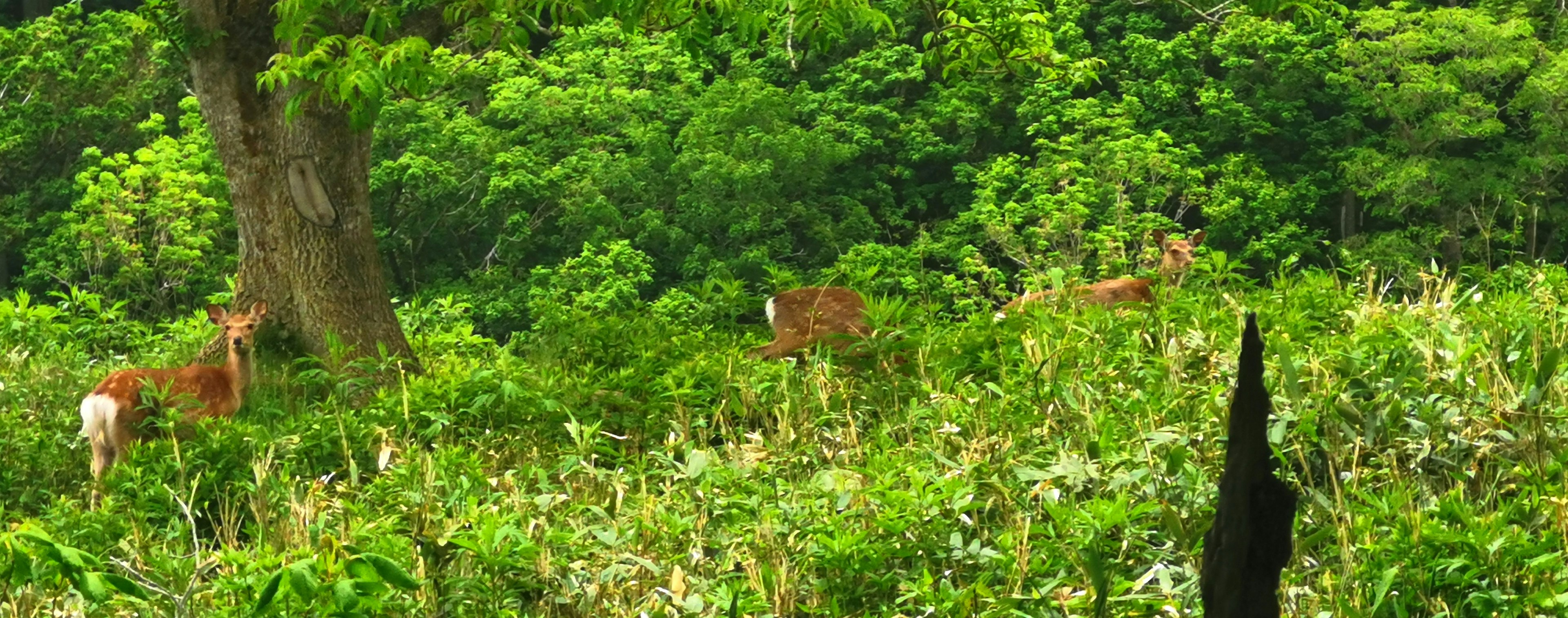 Deer grazing in a lush green forest