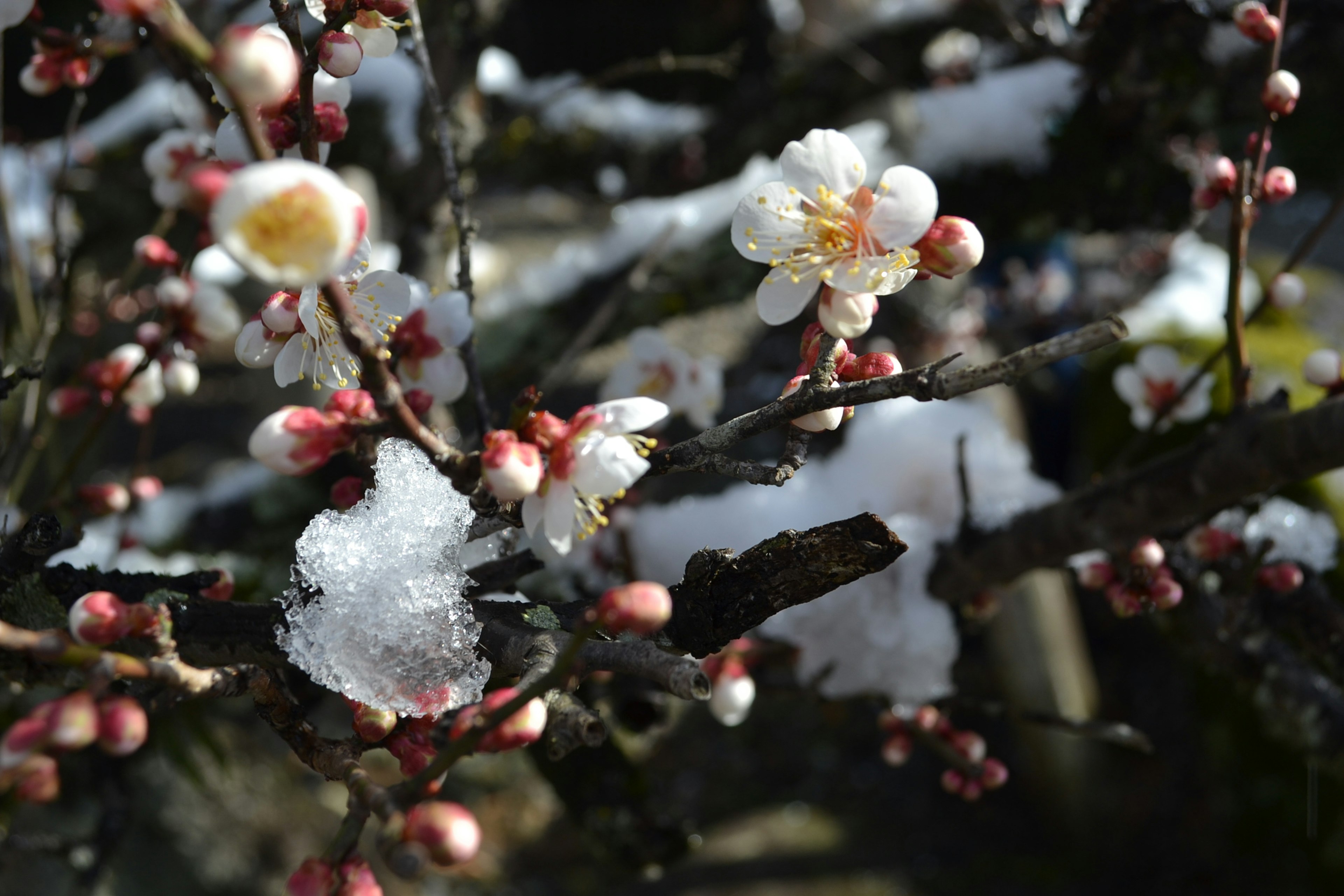 Primer plano de flores de ciruelo y brotes en una rama con nieve