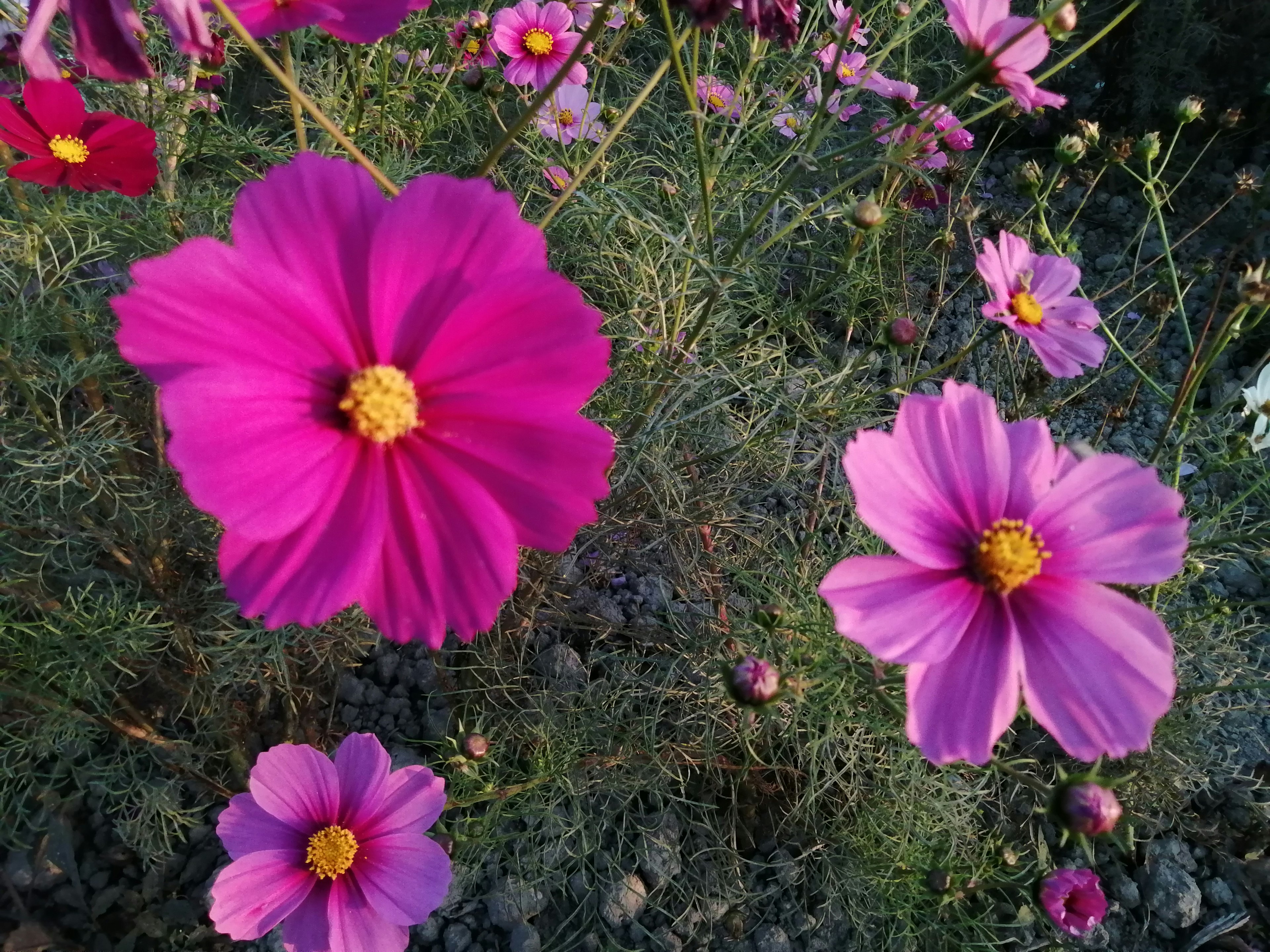 Vibrant pink cosmos flowers blooming in a garden