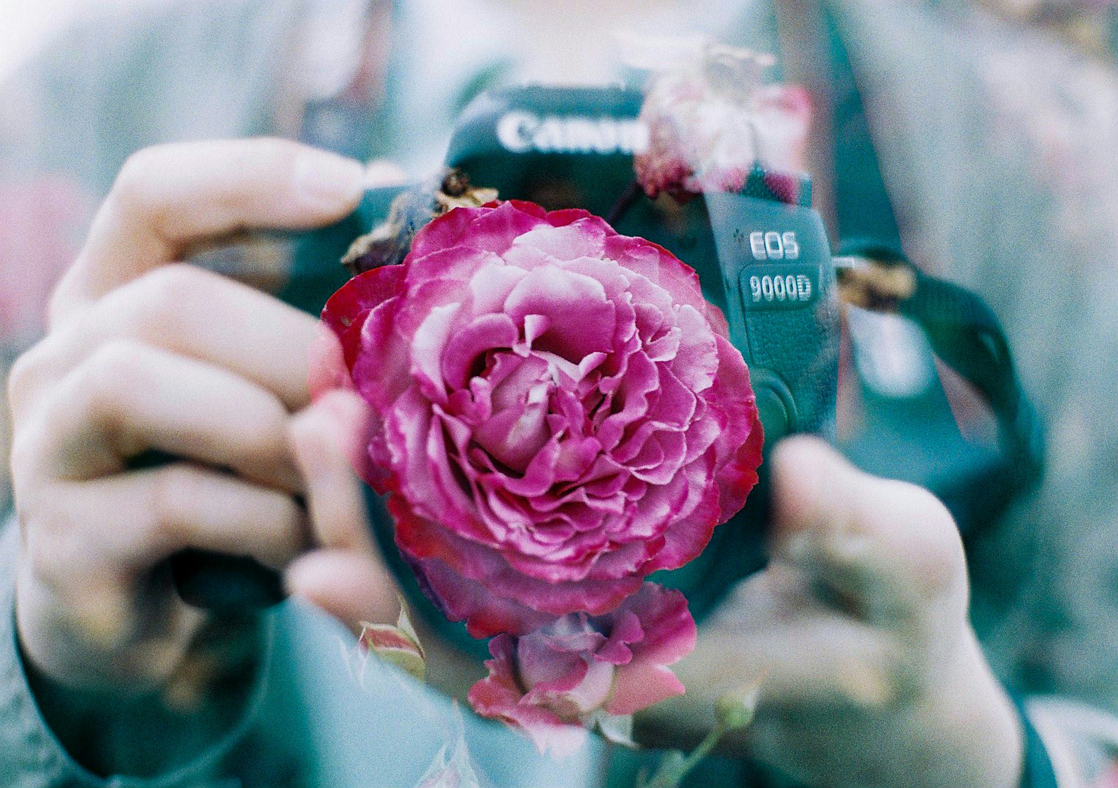 Künstlerisches Foto mit einer Kamera, die von Händen gehalten wird, und einer Überlagerung einer rosa Blume