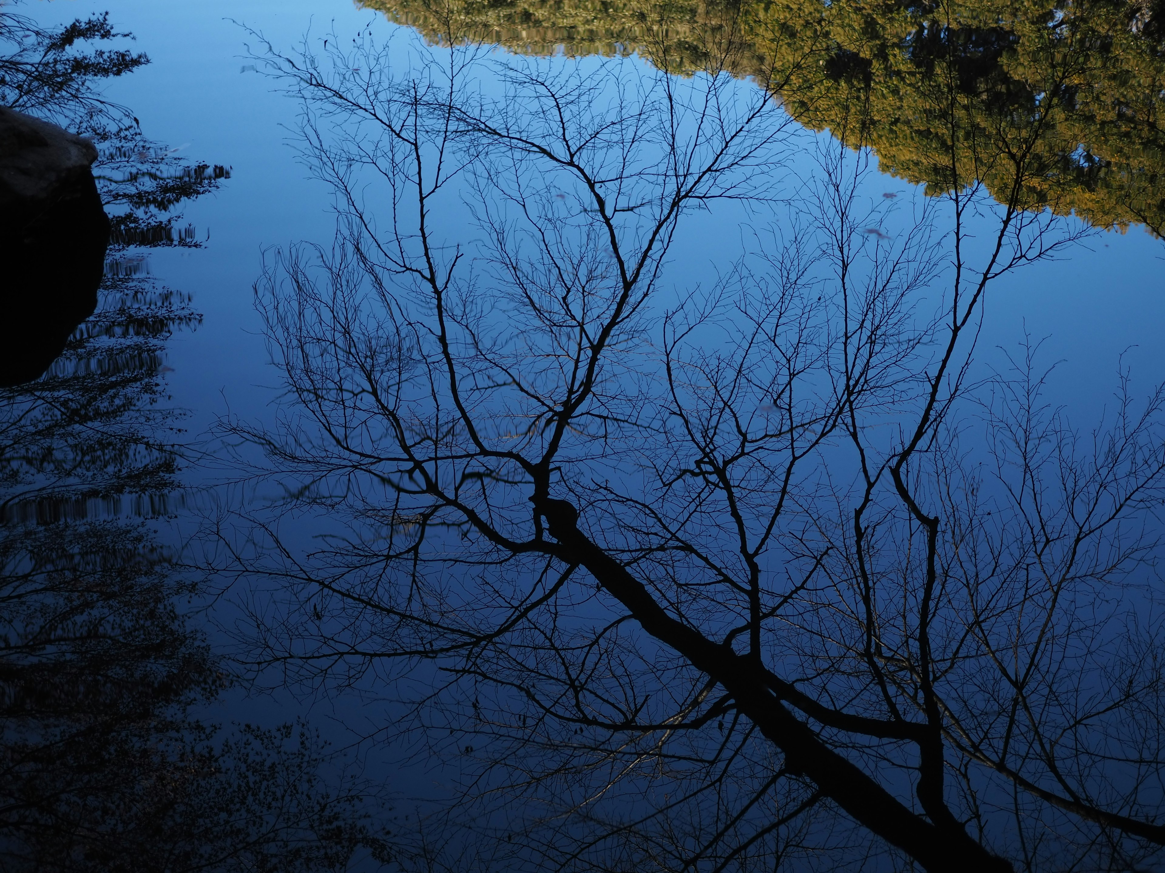 Refleksi cabang pohon dan langit biru di permukaan air