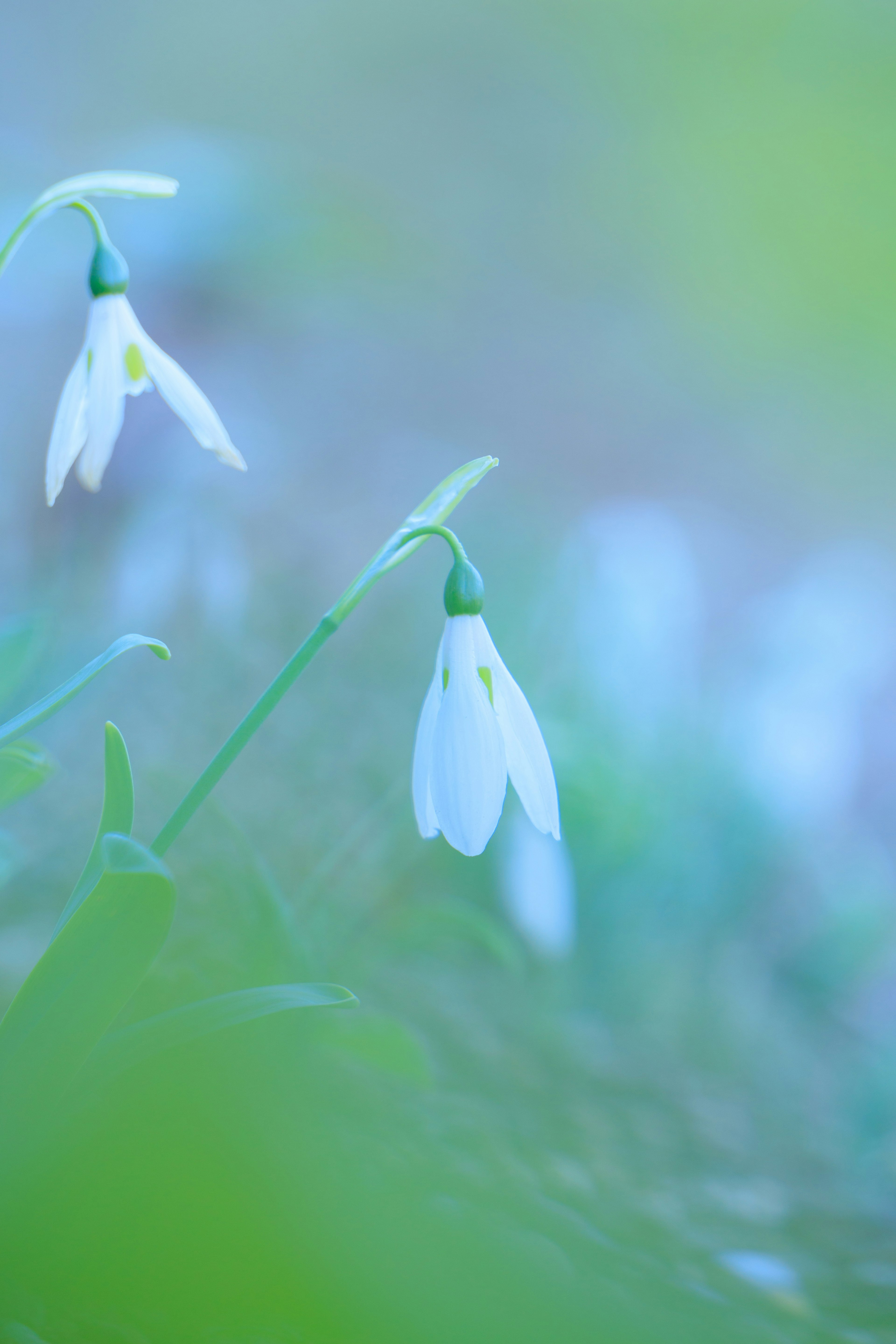 Delicate white snowdrop flowers against a soft green background