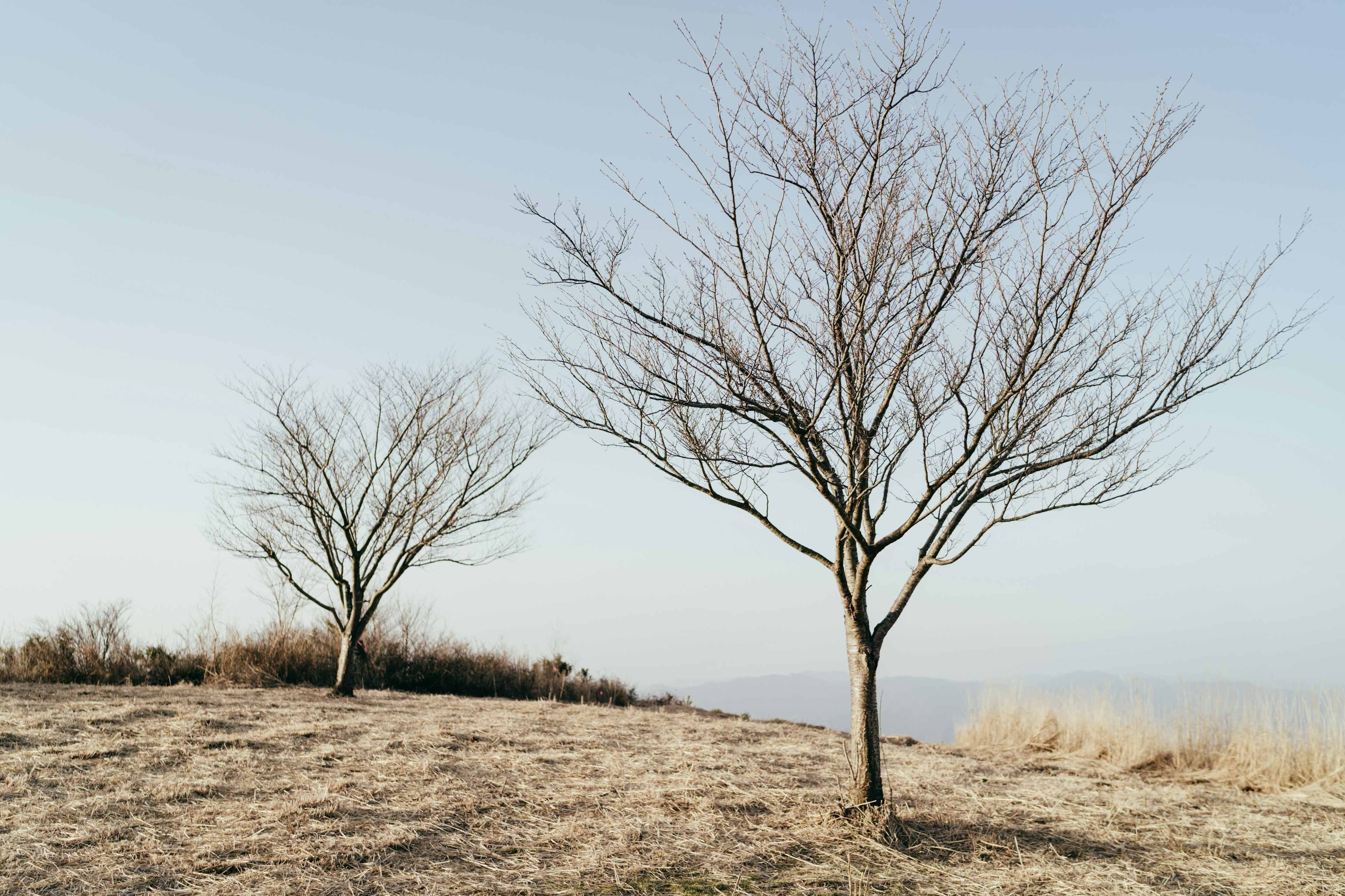 Silhouette di due alberi su un prato secco