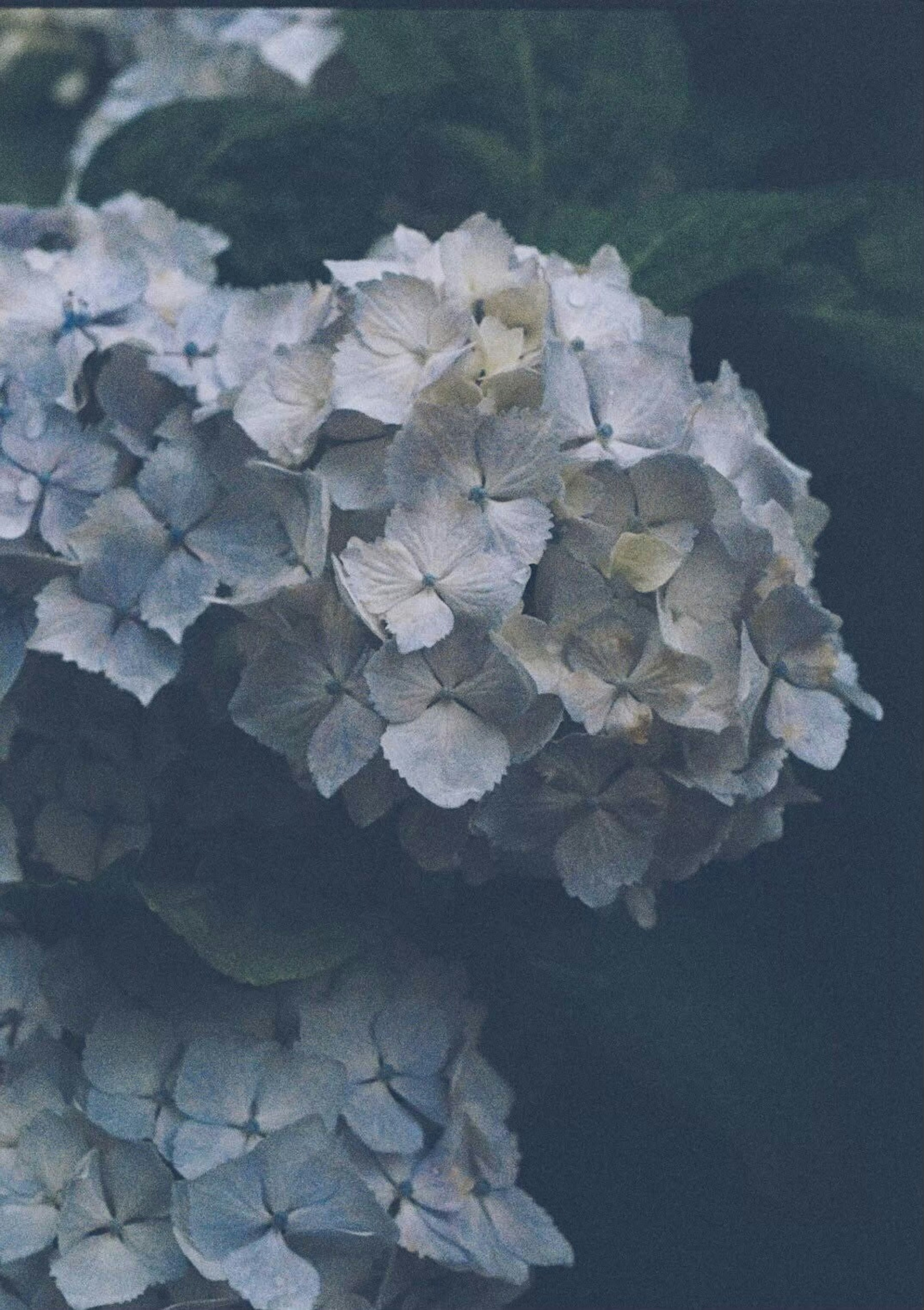 Close-up of hydrangea flowers in bluish tones