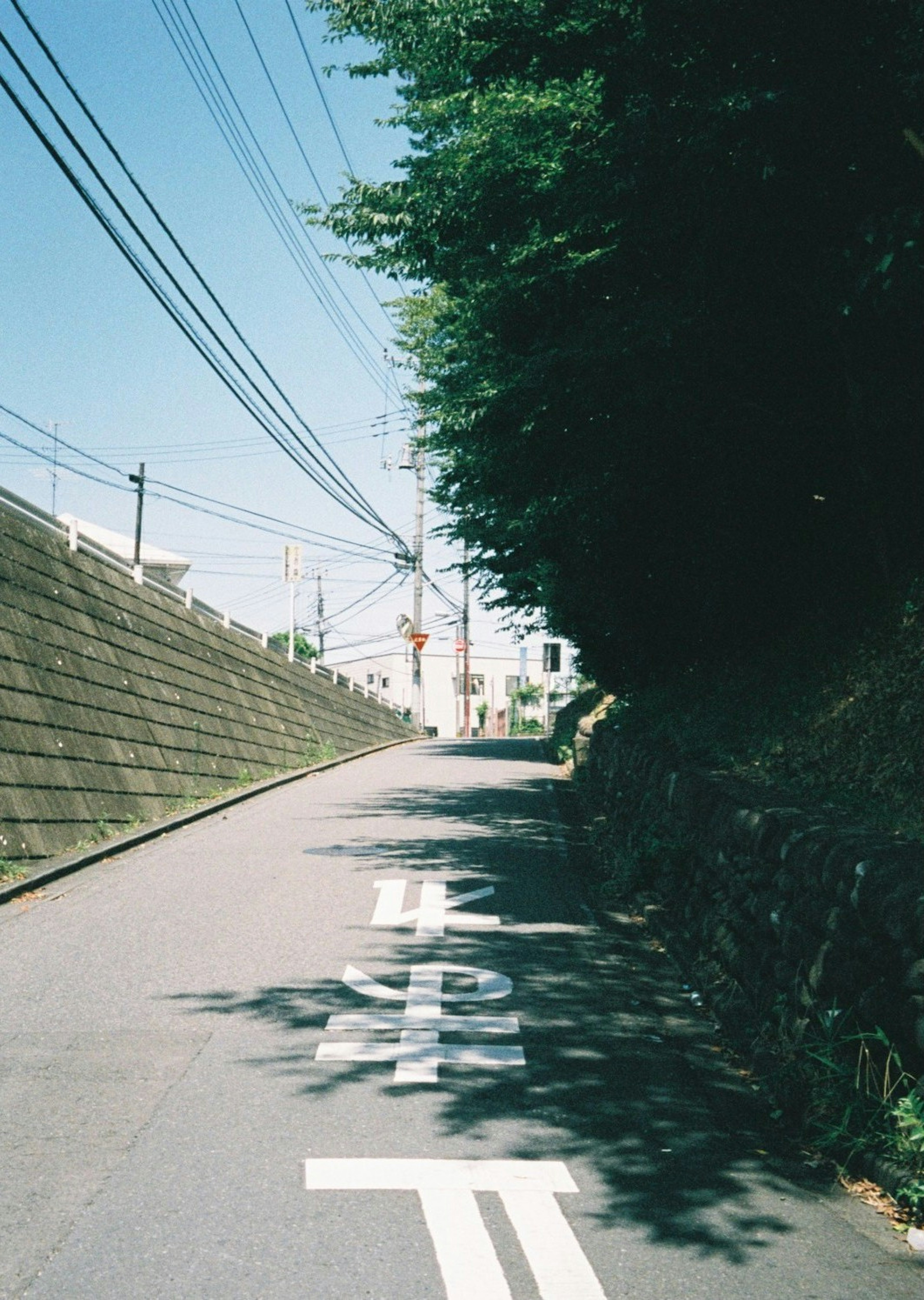 青空の下、緑の木々に囲まれた道が続いている