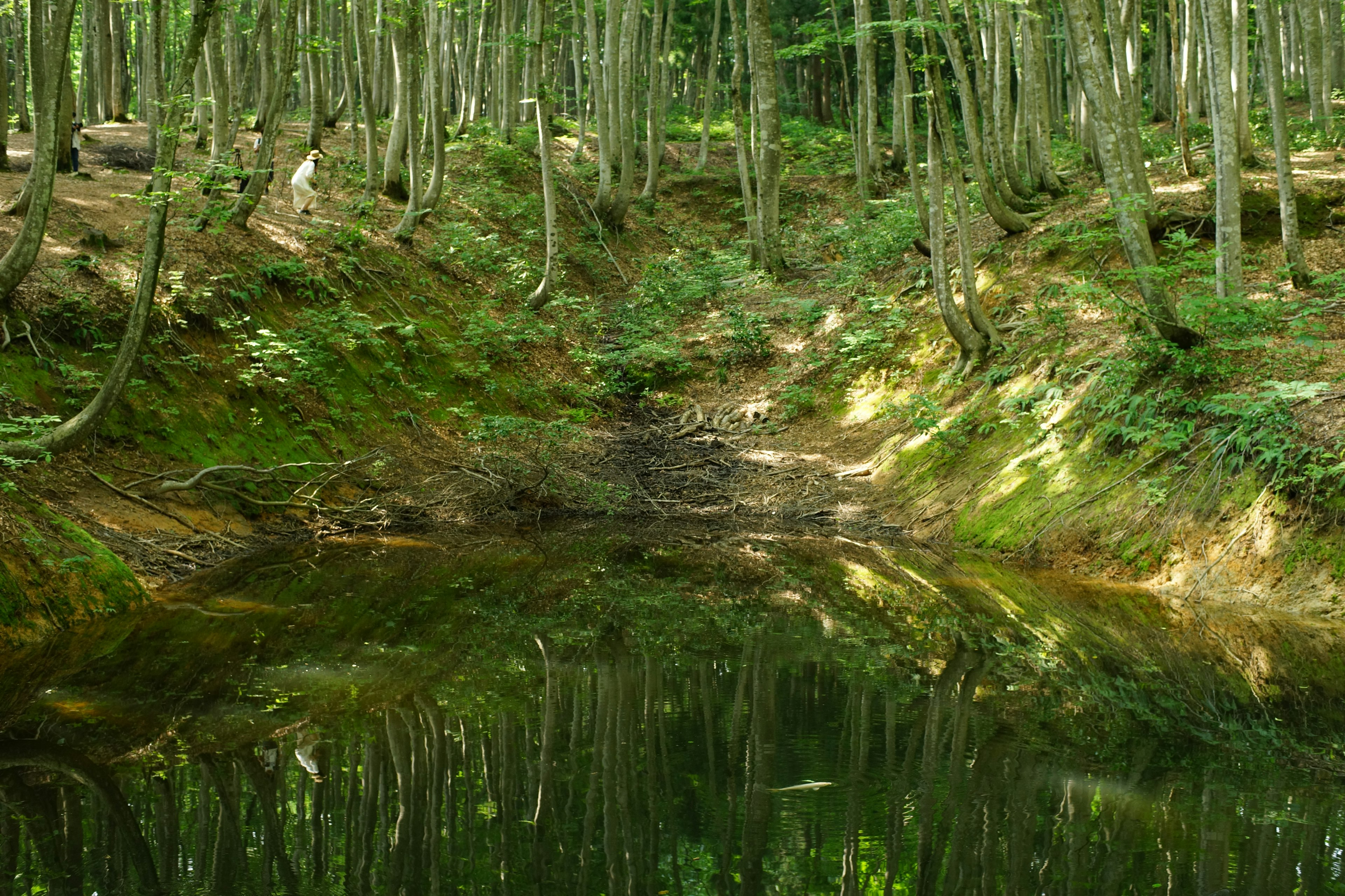 静かな森の中の水面が映る風景