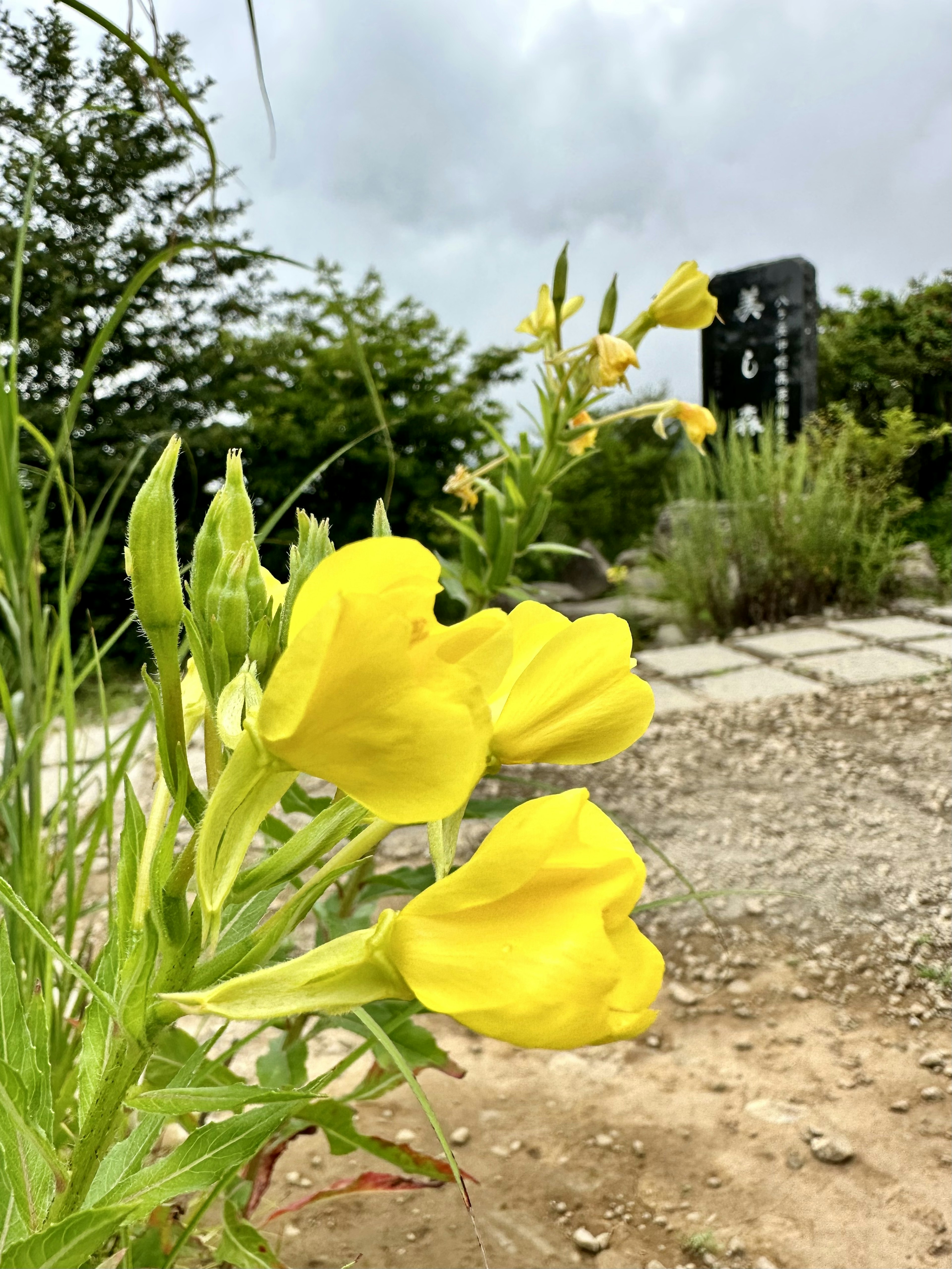 Yellow flowers blooming in a landscape with cloudy sky and a stone sign in the background