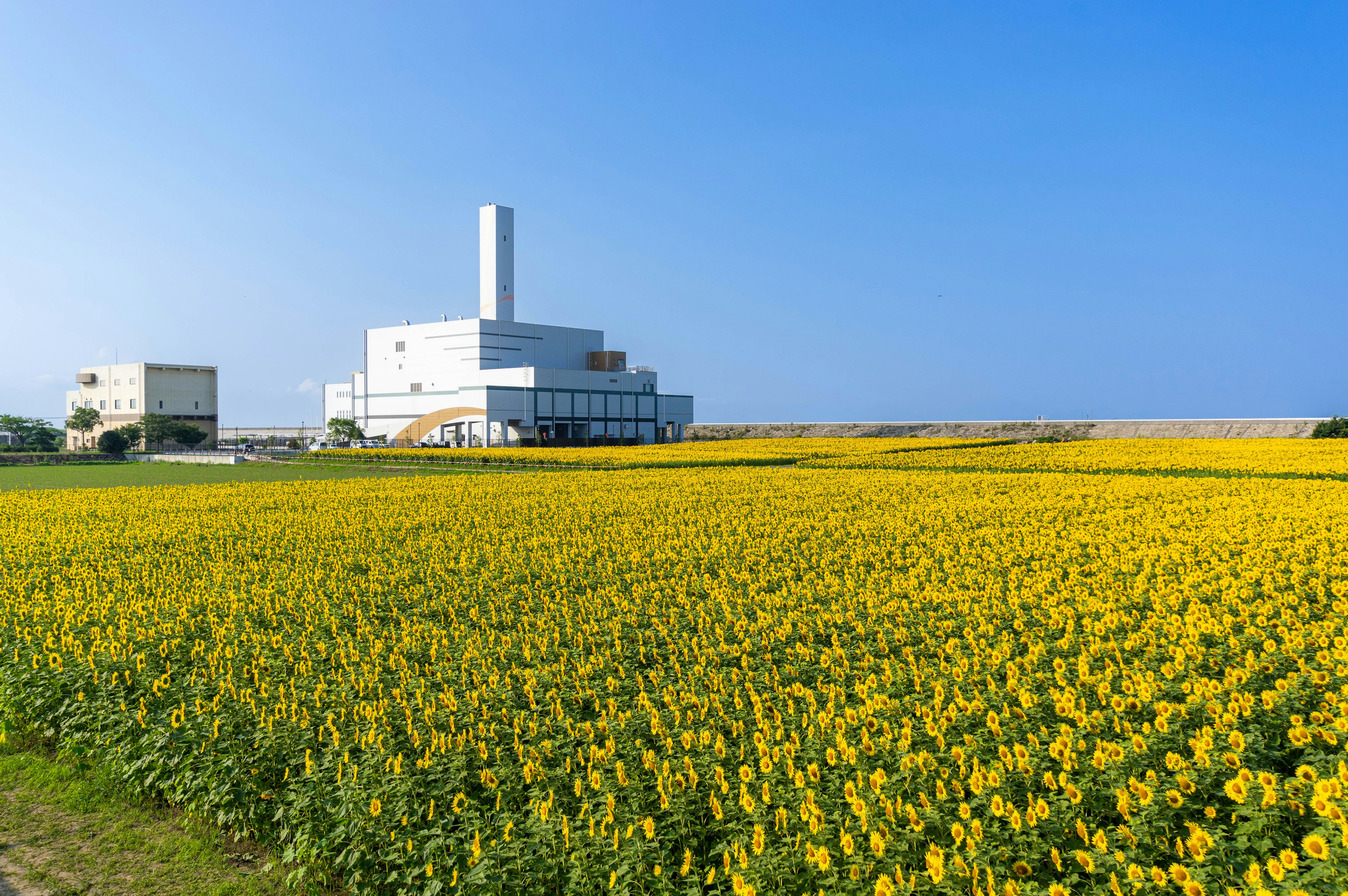 Modern building beside a vibrant yellow flower field under a clear blue sky