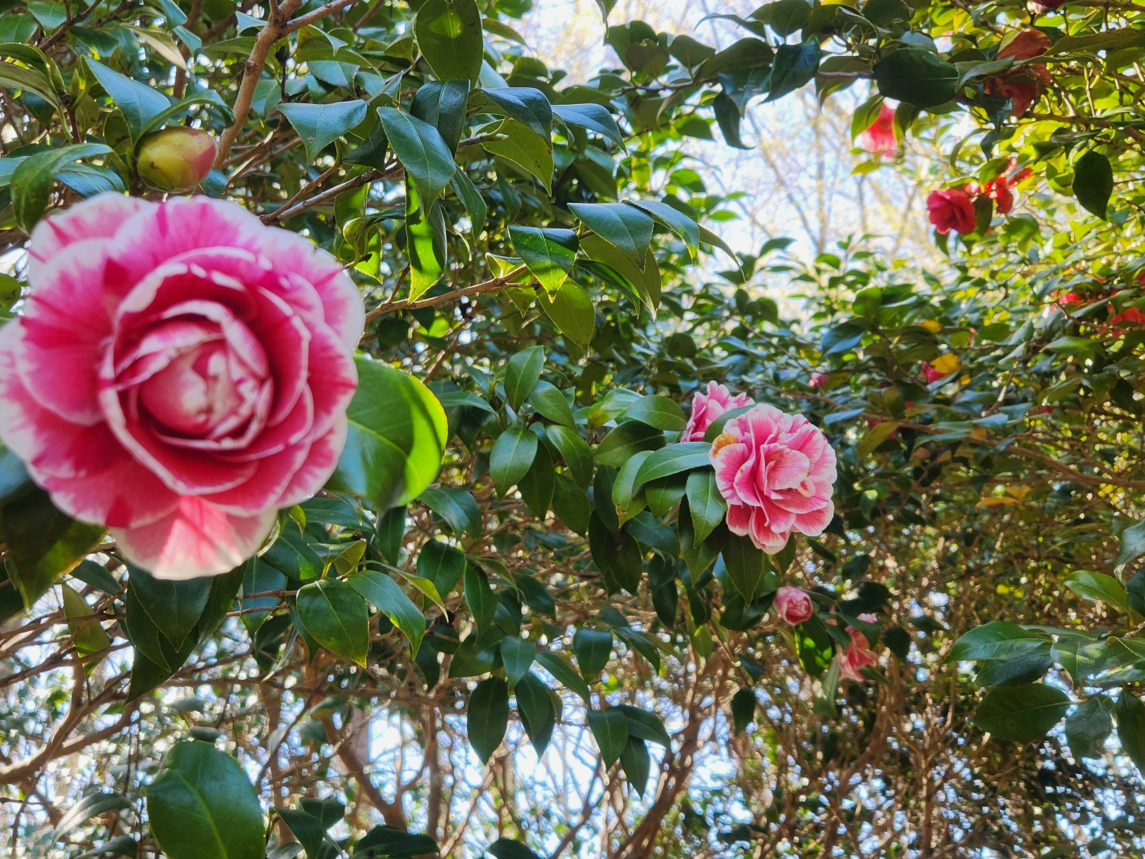 Close-up of pink camellia flowers blooming on green branches