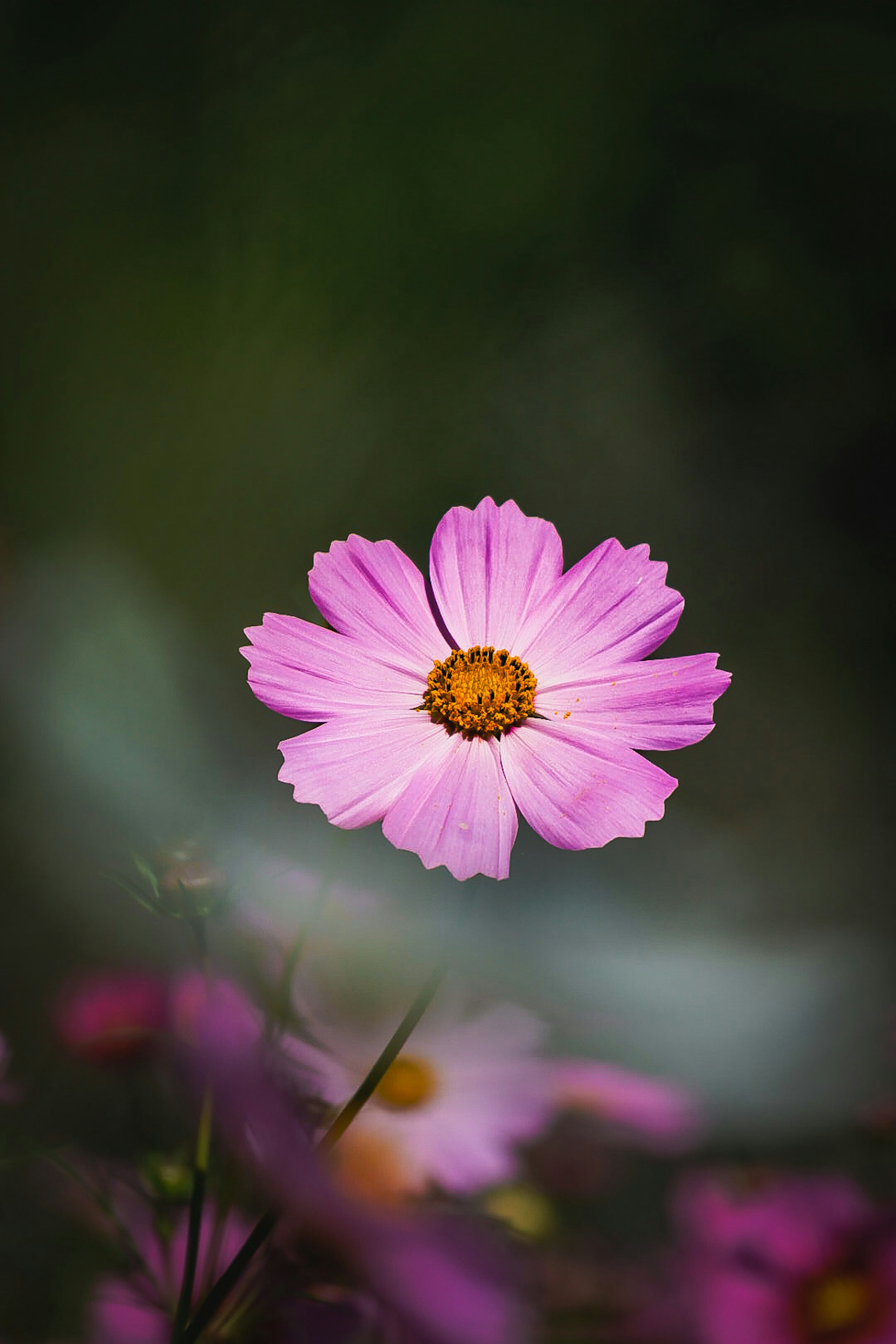 一朵鮮豔的粉紅色 cosmos 花在模糊的背景中突出