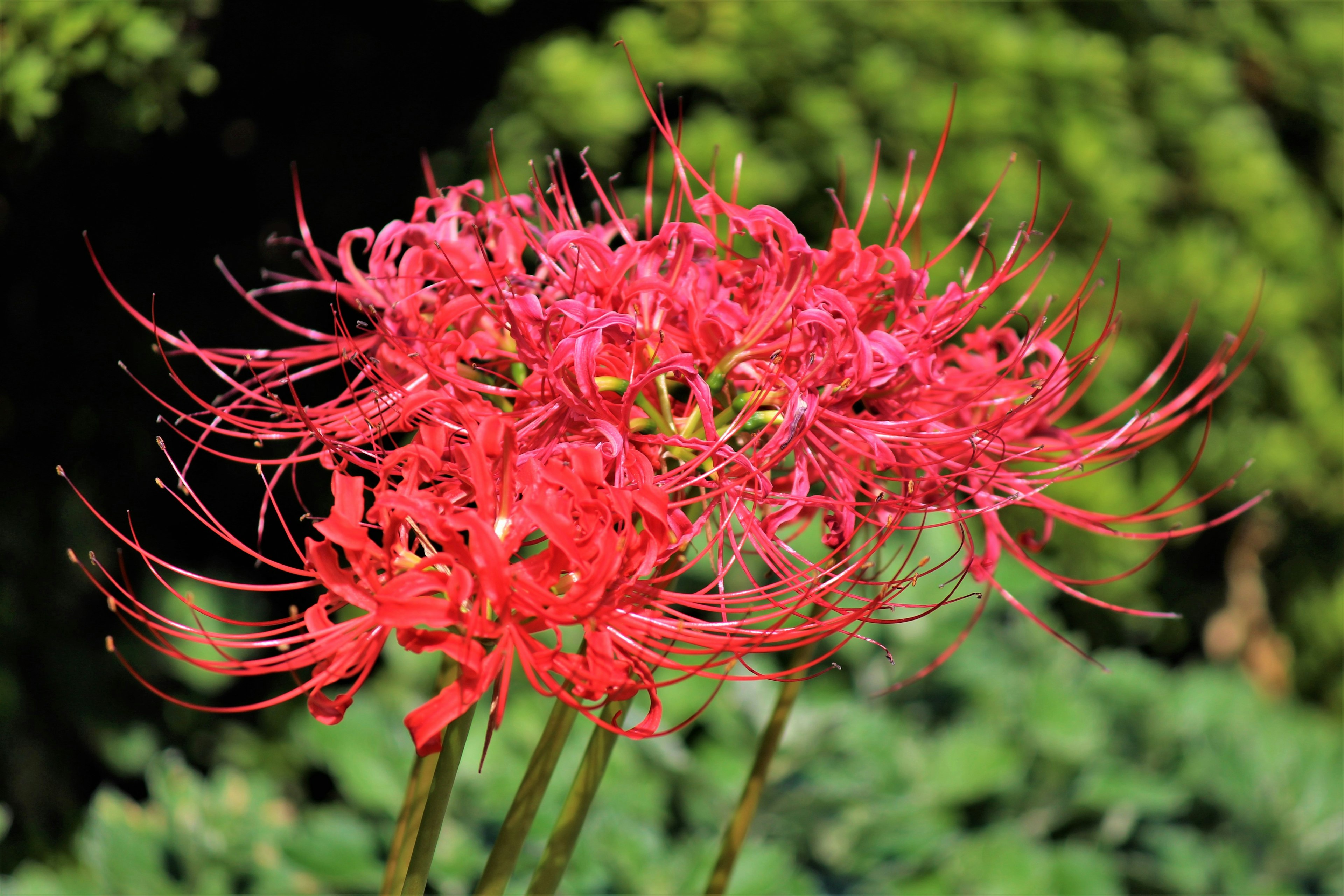 Kumpulan lily laba-laba merah cerah di taman