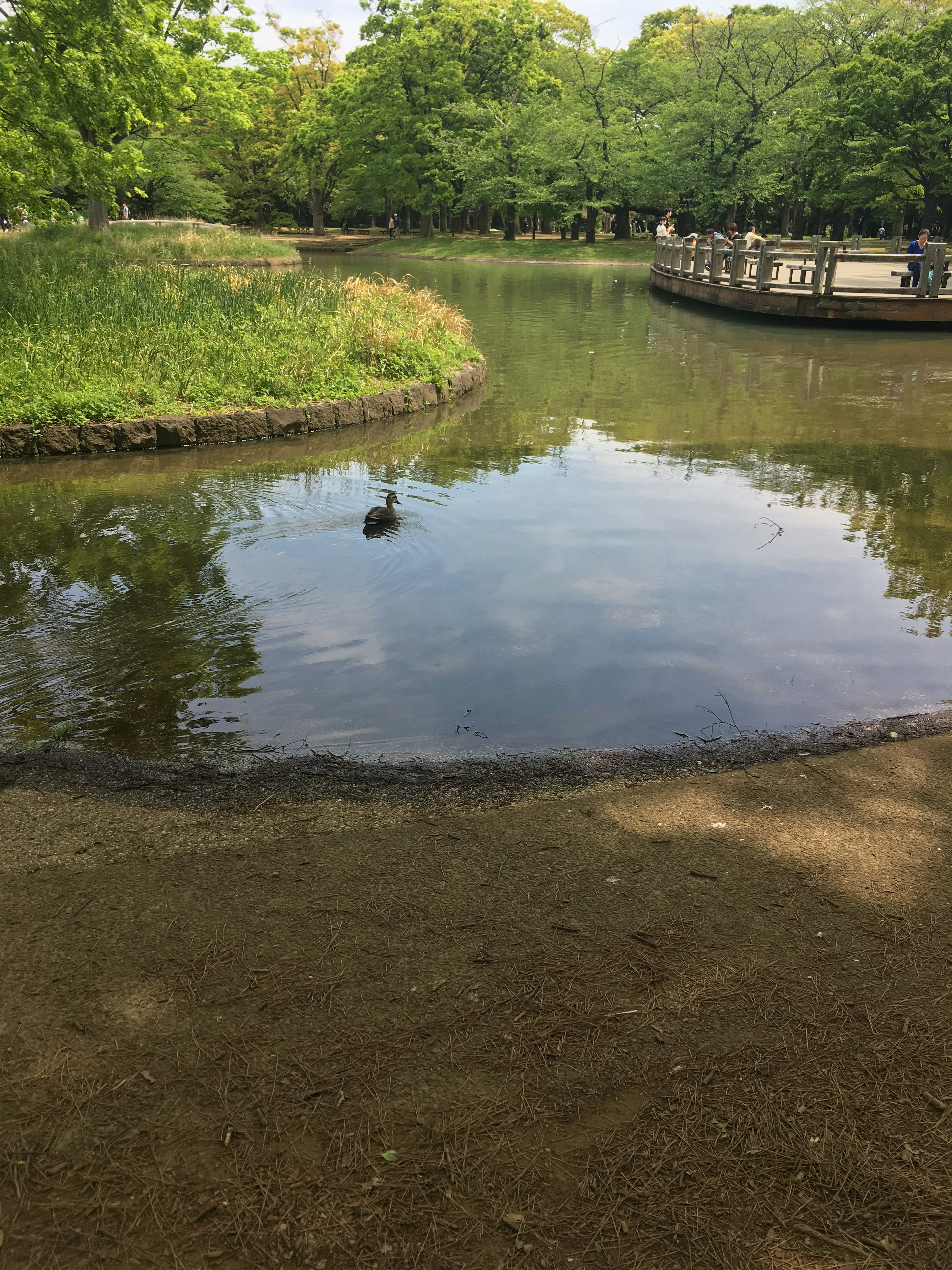 Serene view of a park pond reflecting green trees nearby