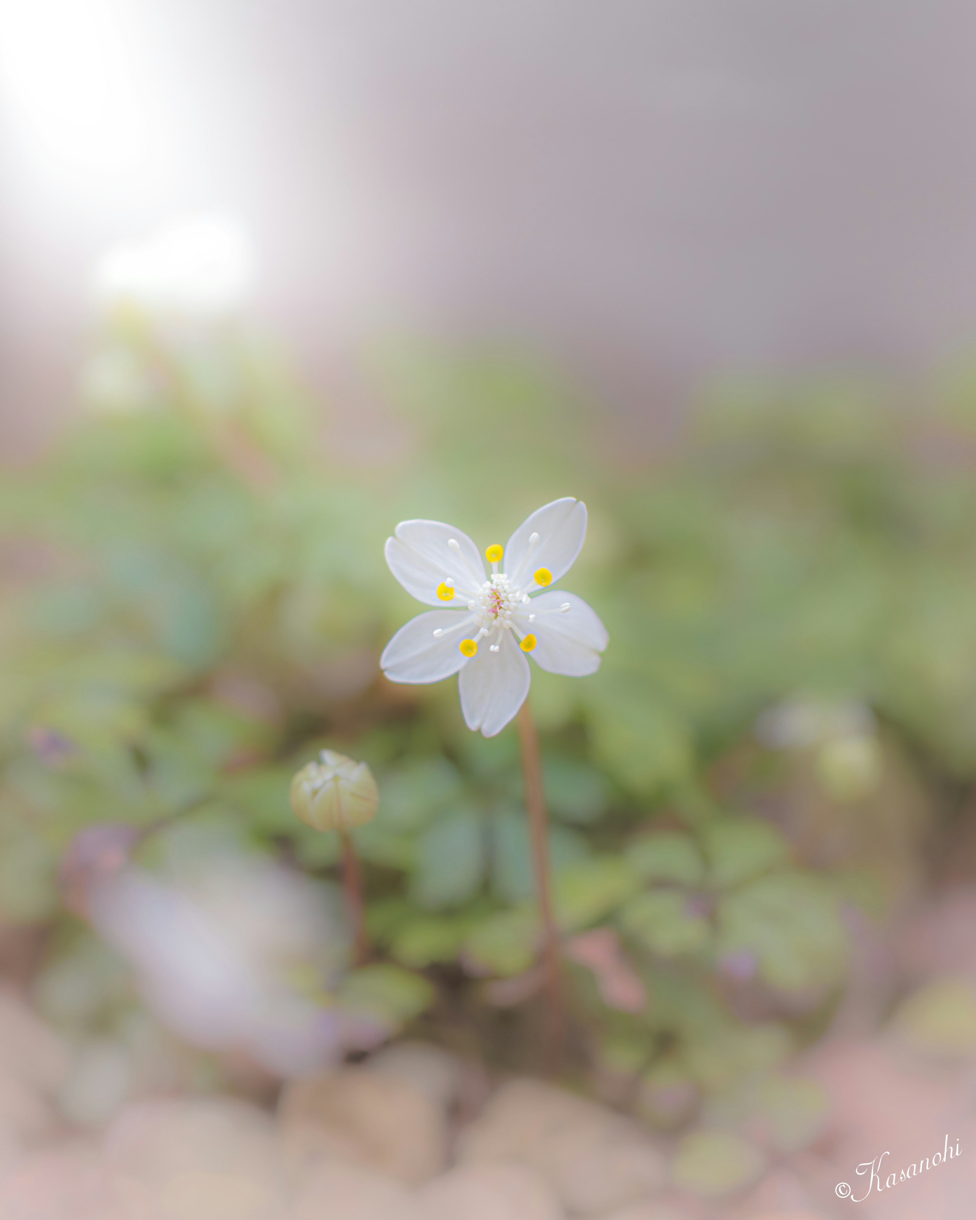 A delicate white flower blooming in the center with a blurred background