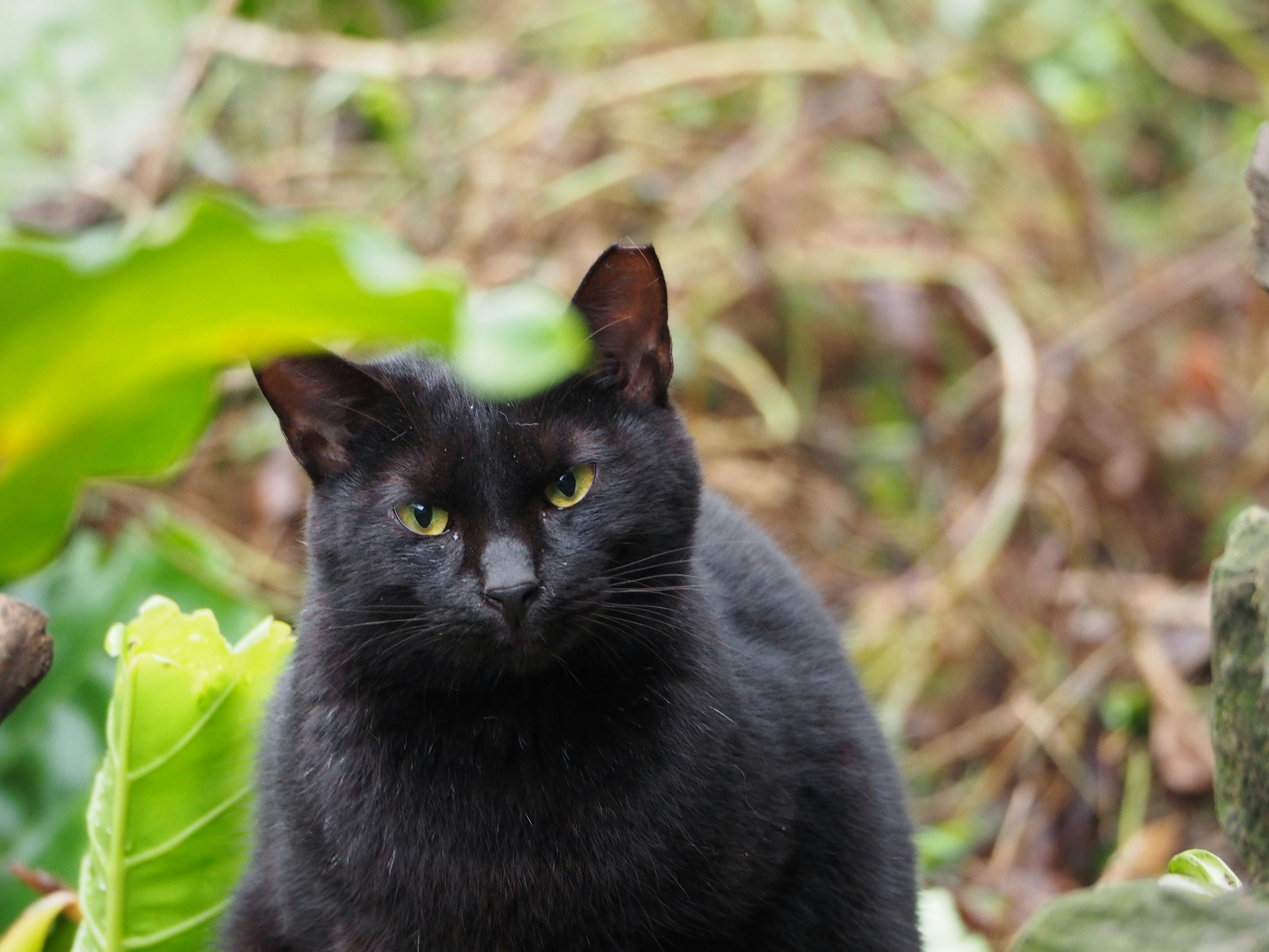 黒い猫が緑の葉の近くに座っている