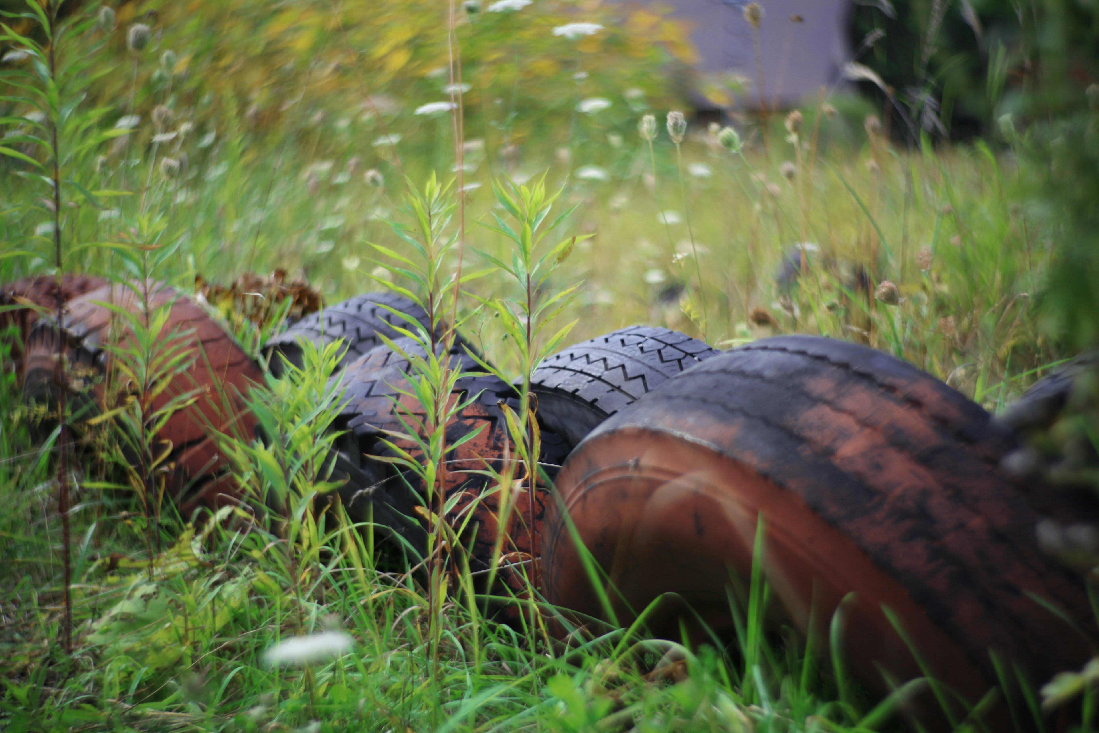 Un objeto negro en forma de serpiente reposando en un área de hierba rodeada de vegetación