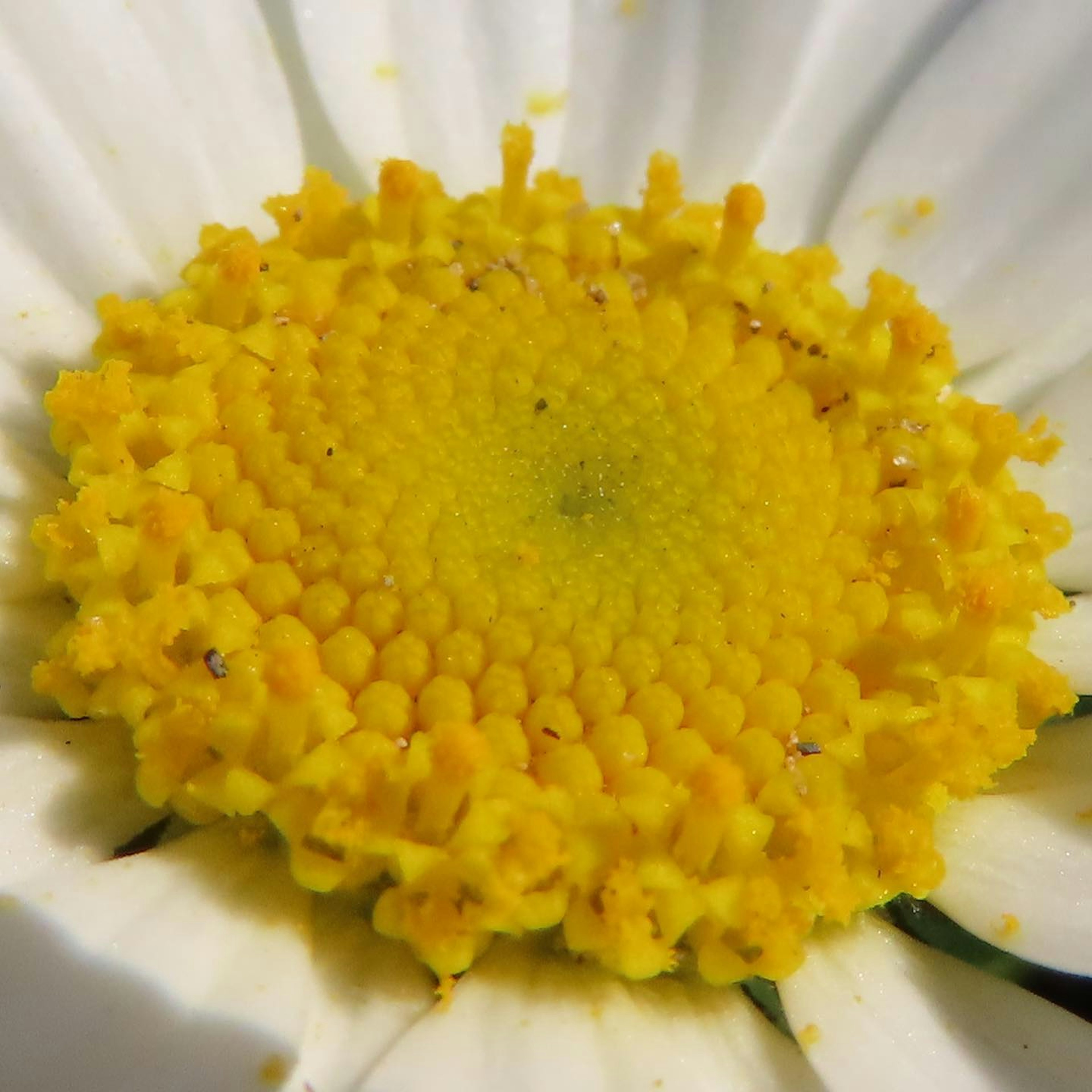 Acercamiento de un centro de flor amarillo vibrante rodeado de pétalos blancos