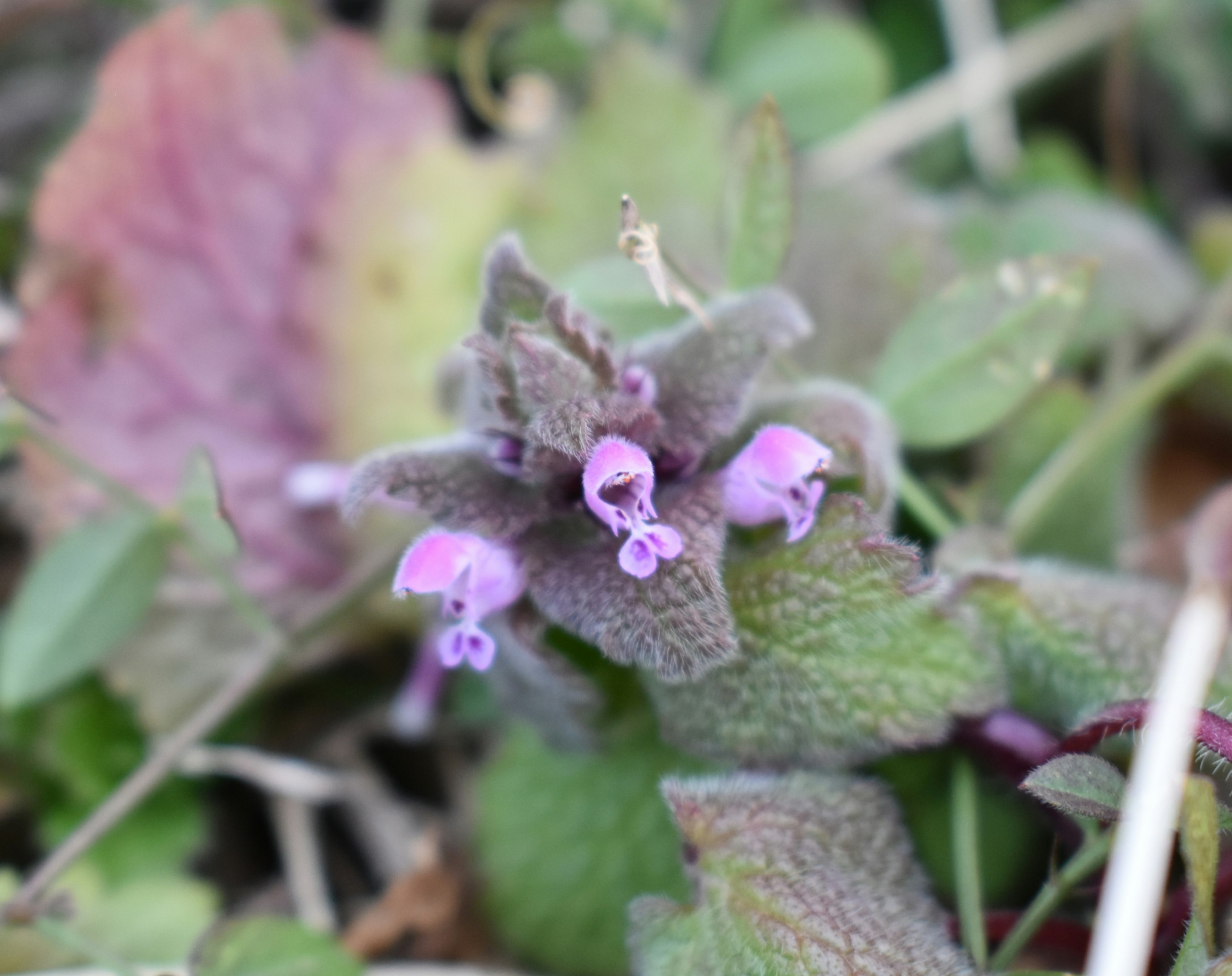 Pianta con piccoli fiori viola vicino a foglie verdi