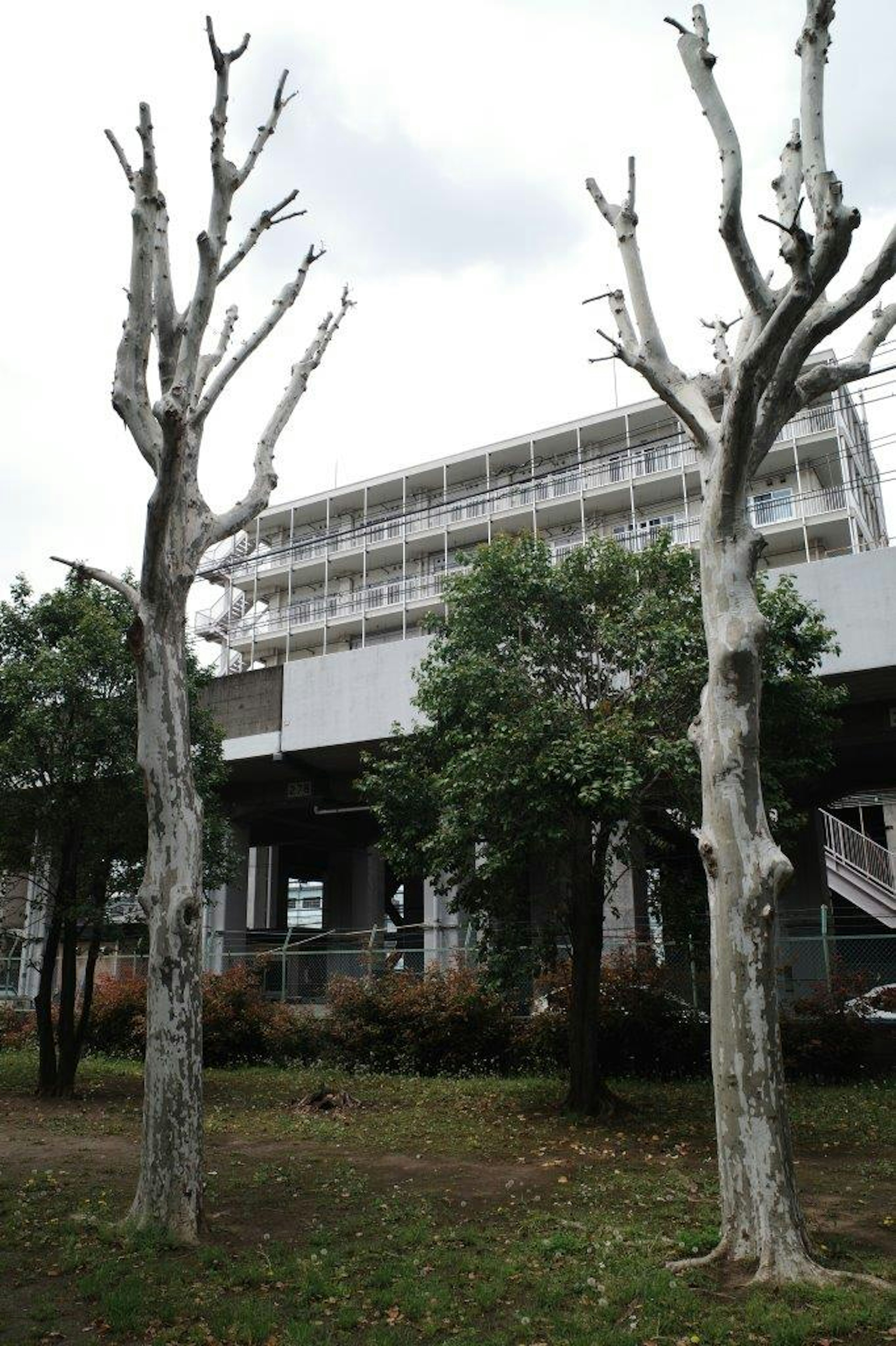 白い幹の木と現代的な建物がある公園の風景