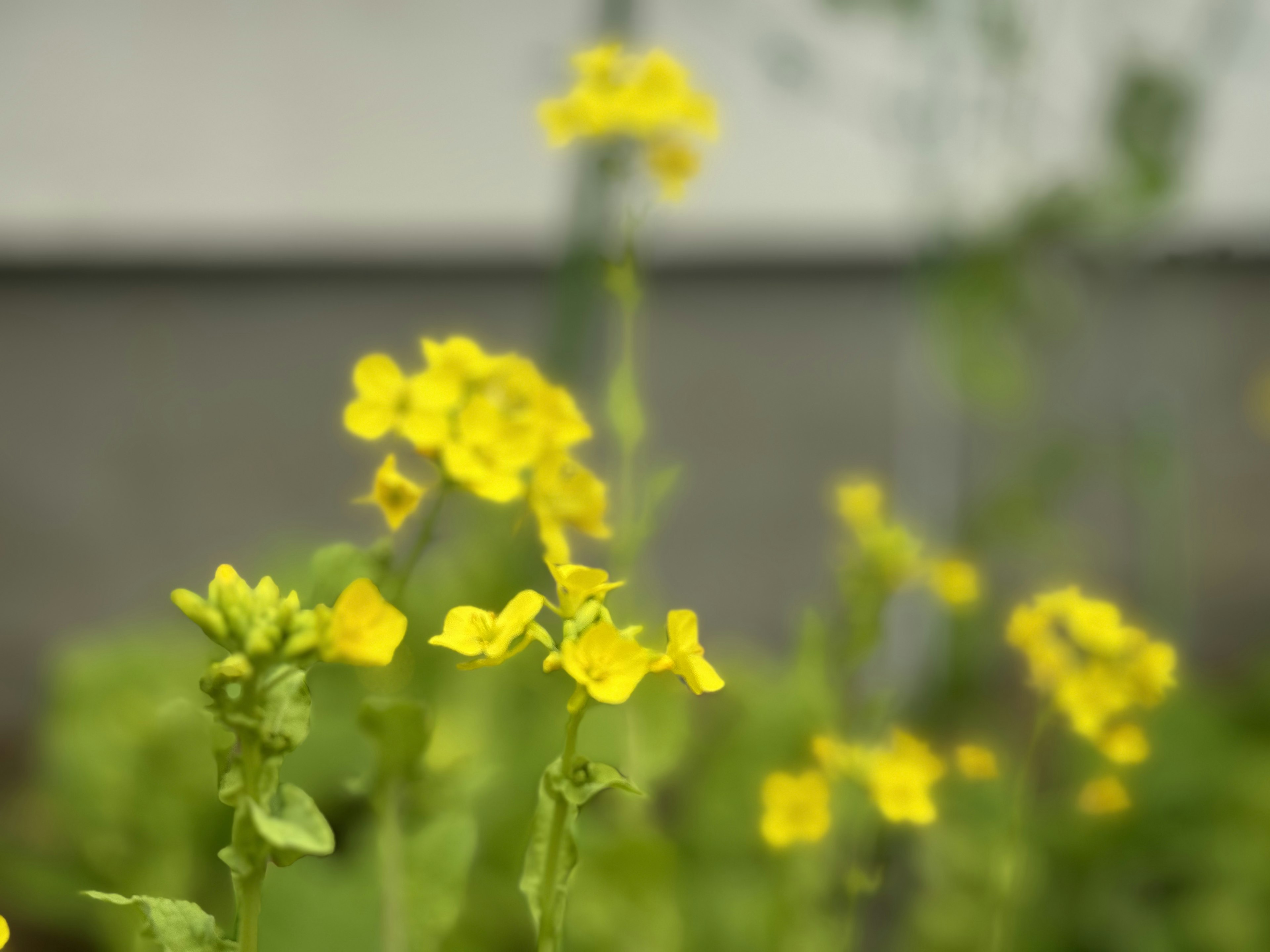 Acercamiento de flores amarillas vibrantes contra un fondo verde