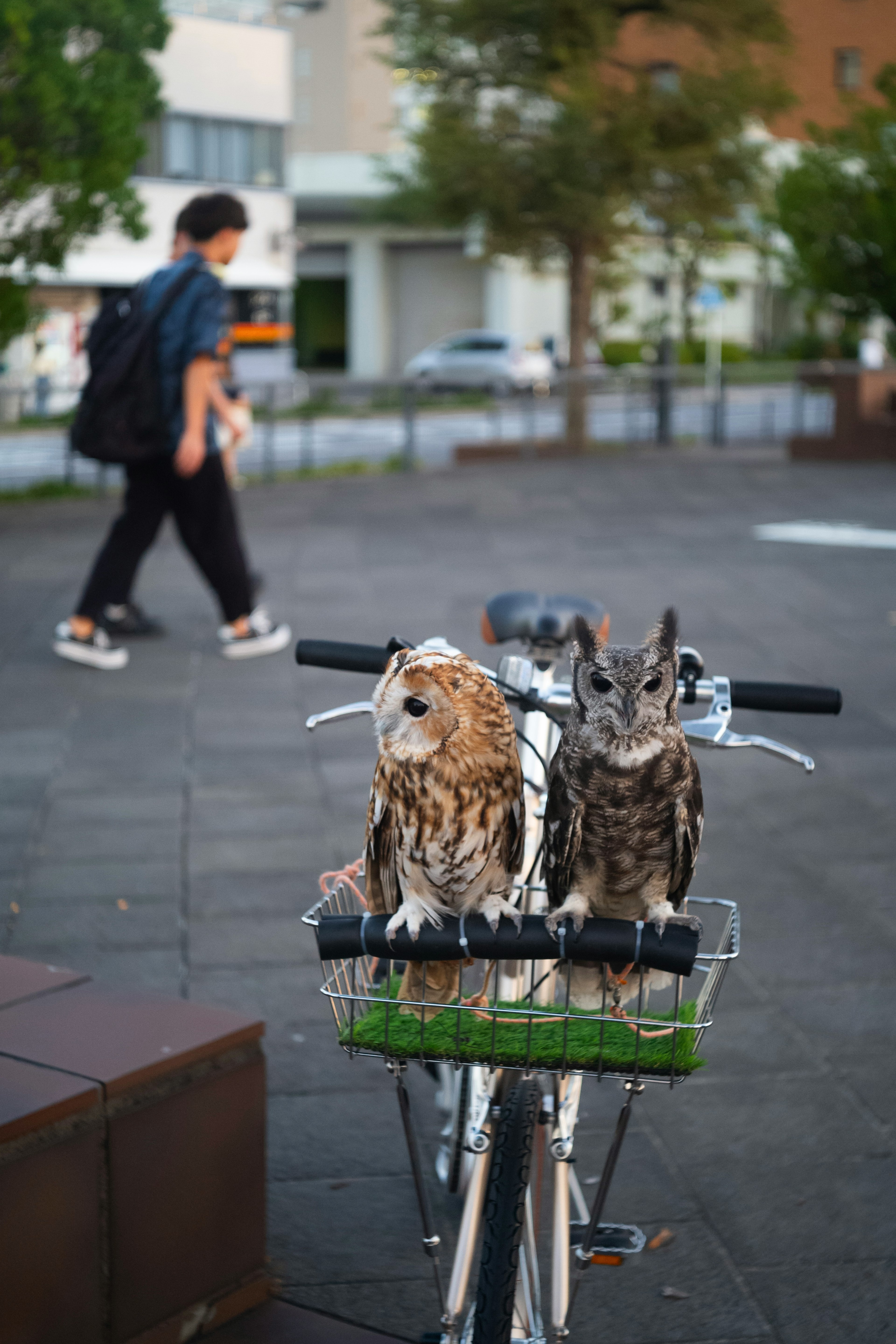 Dos búhos sentados en una canasta de bicicleta con una persona caminando al lado