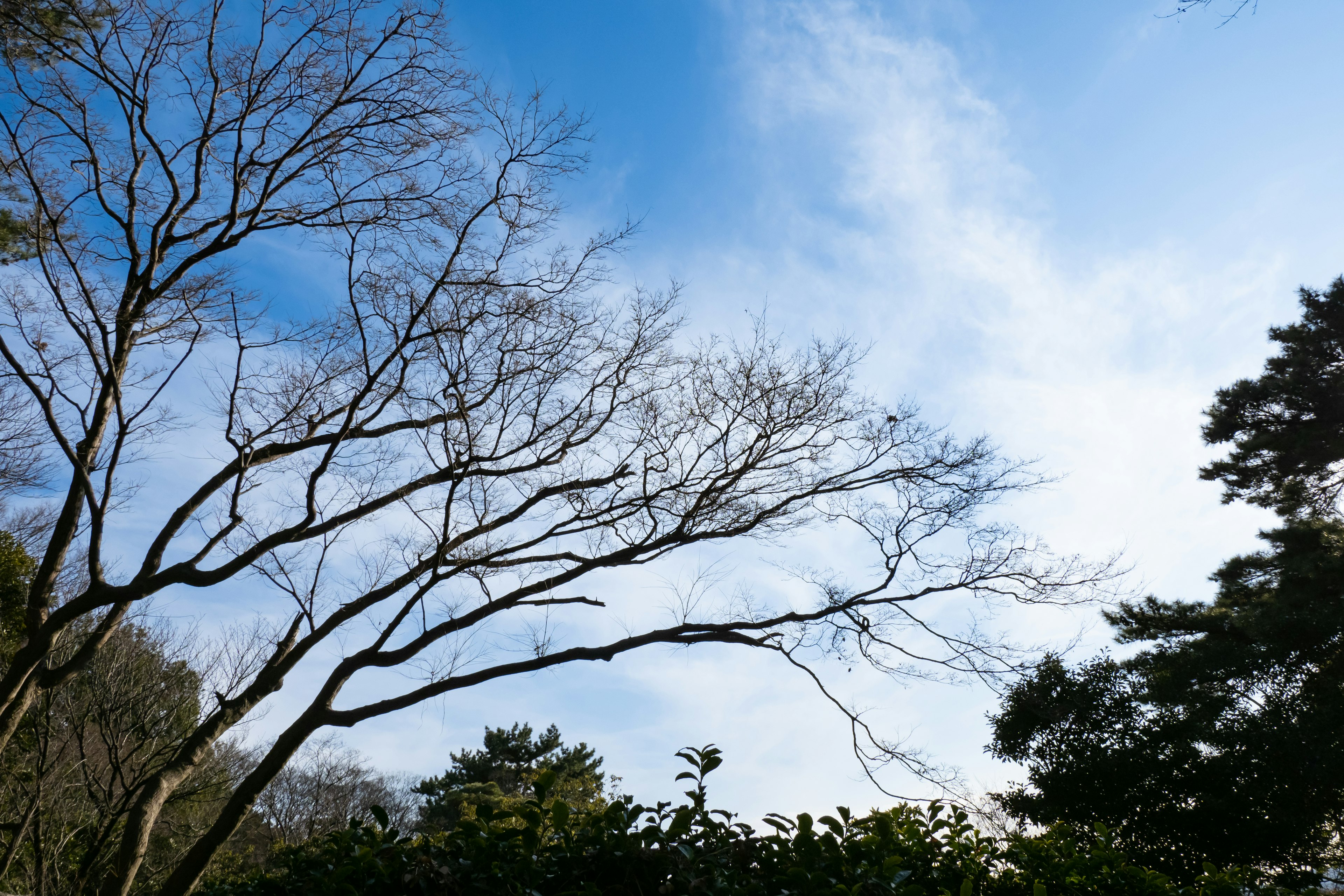 青空に向かって伸びる細い枝と木々のシルエット