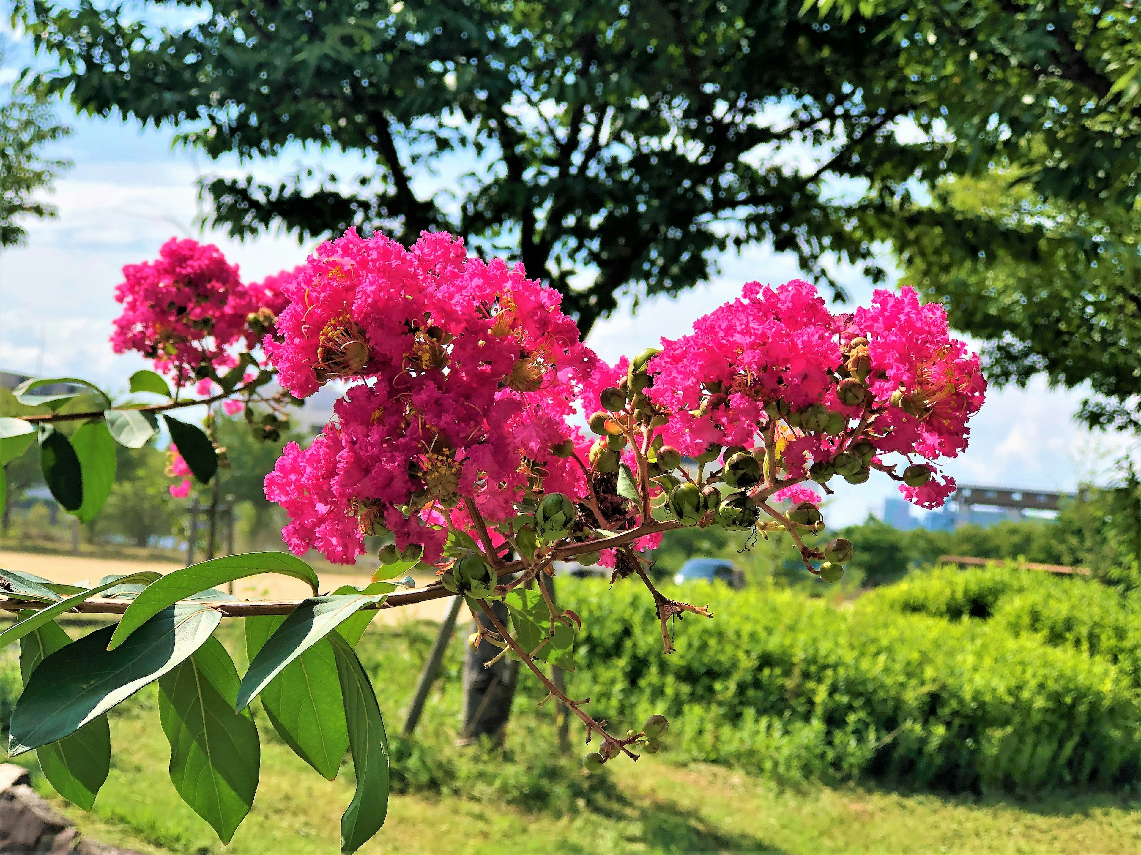 Vibrant pink flowers blooming on a branch with green background