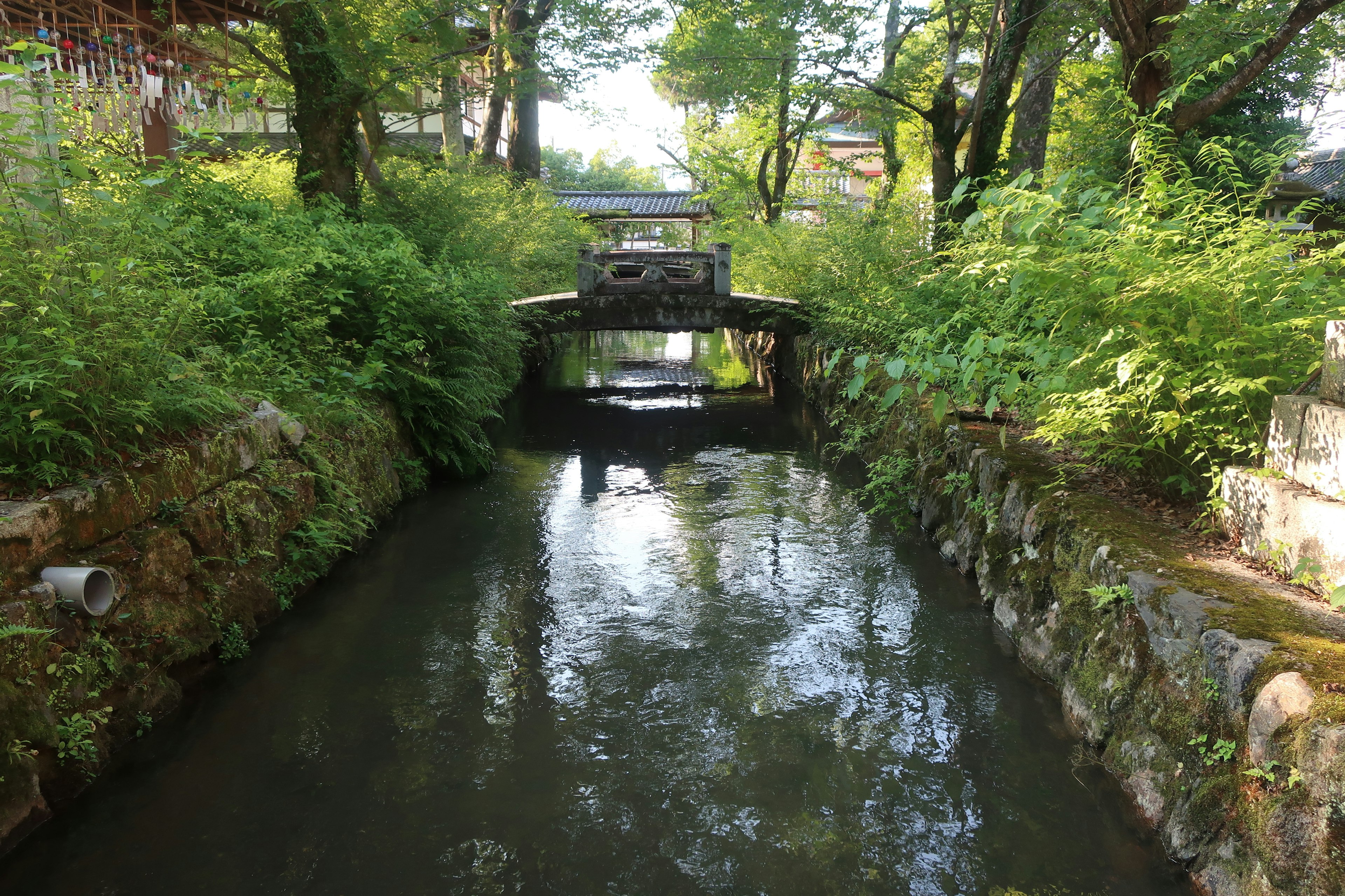 Canal tranquilo rodeado de vegetación exuberante y un pequeño puente