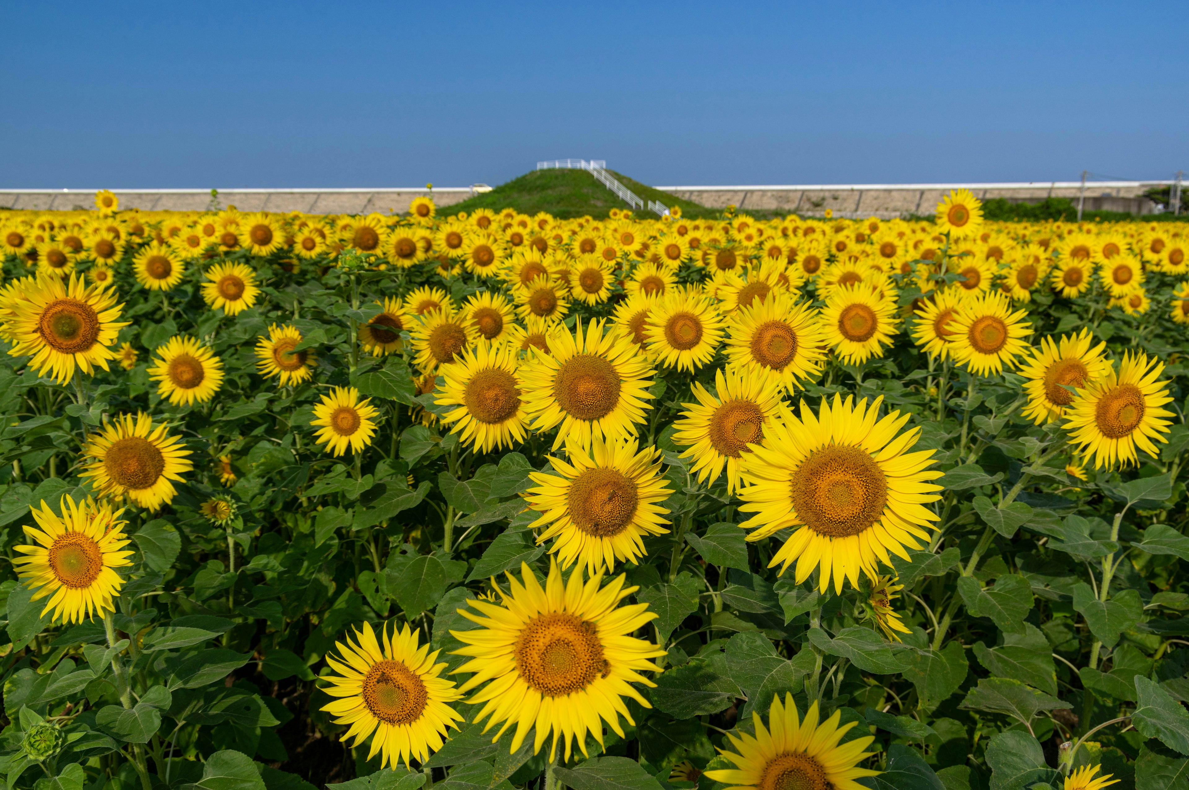 広がるひまわり畑の鮮やかな黄色の花々と青い空