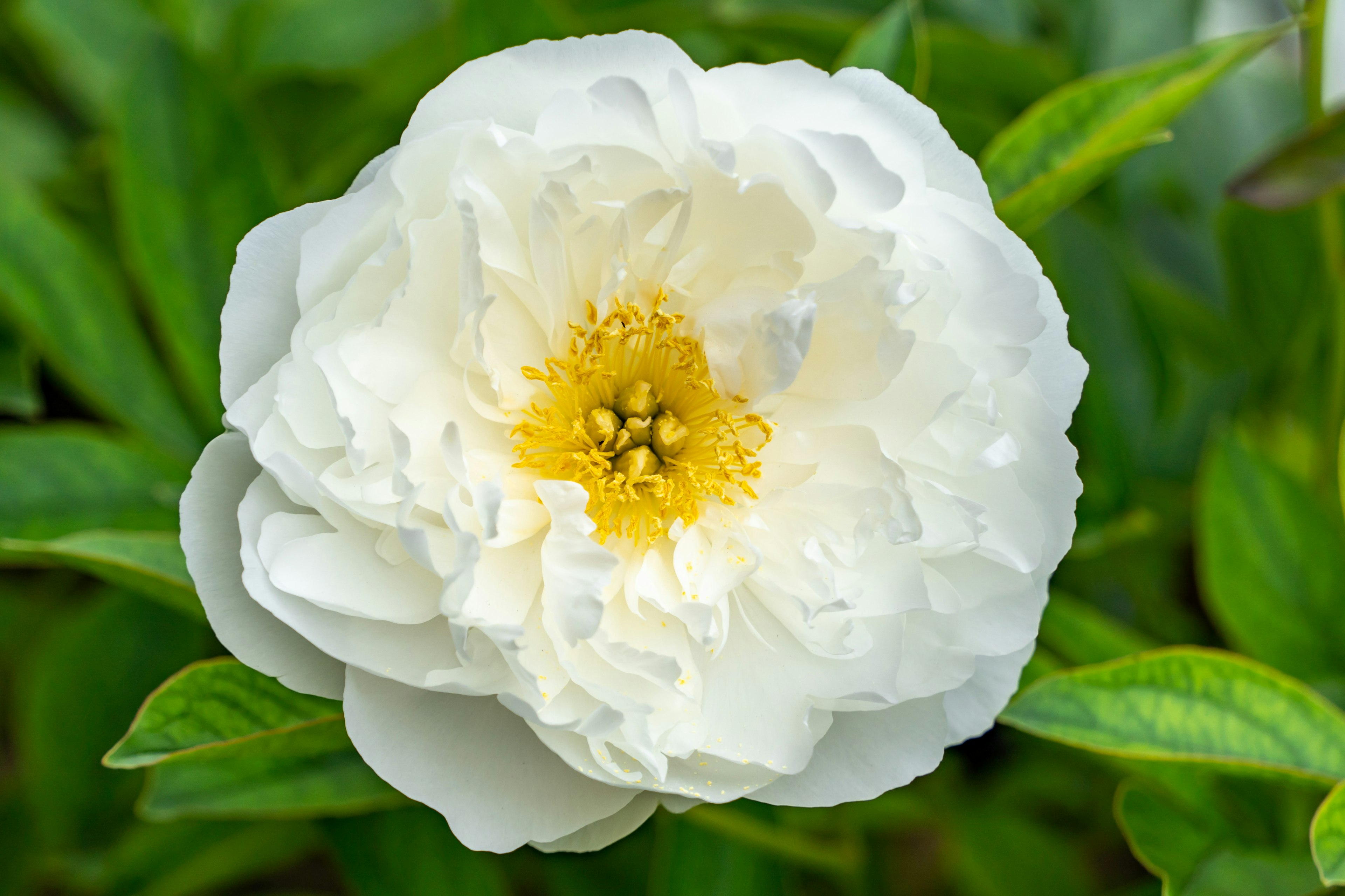 白い牡丹の花と緑の葉