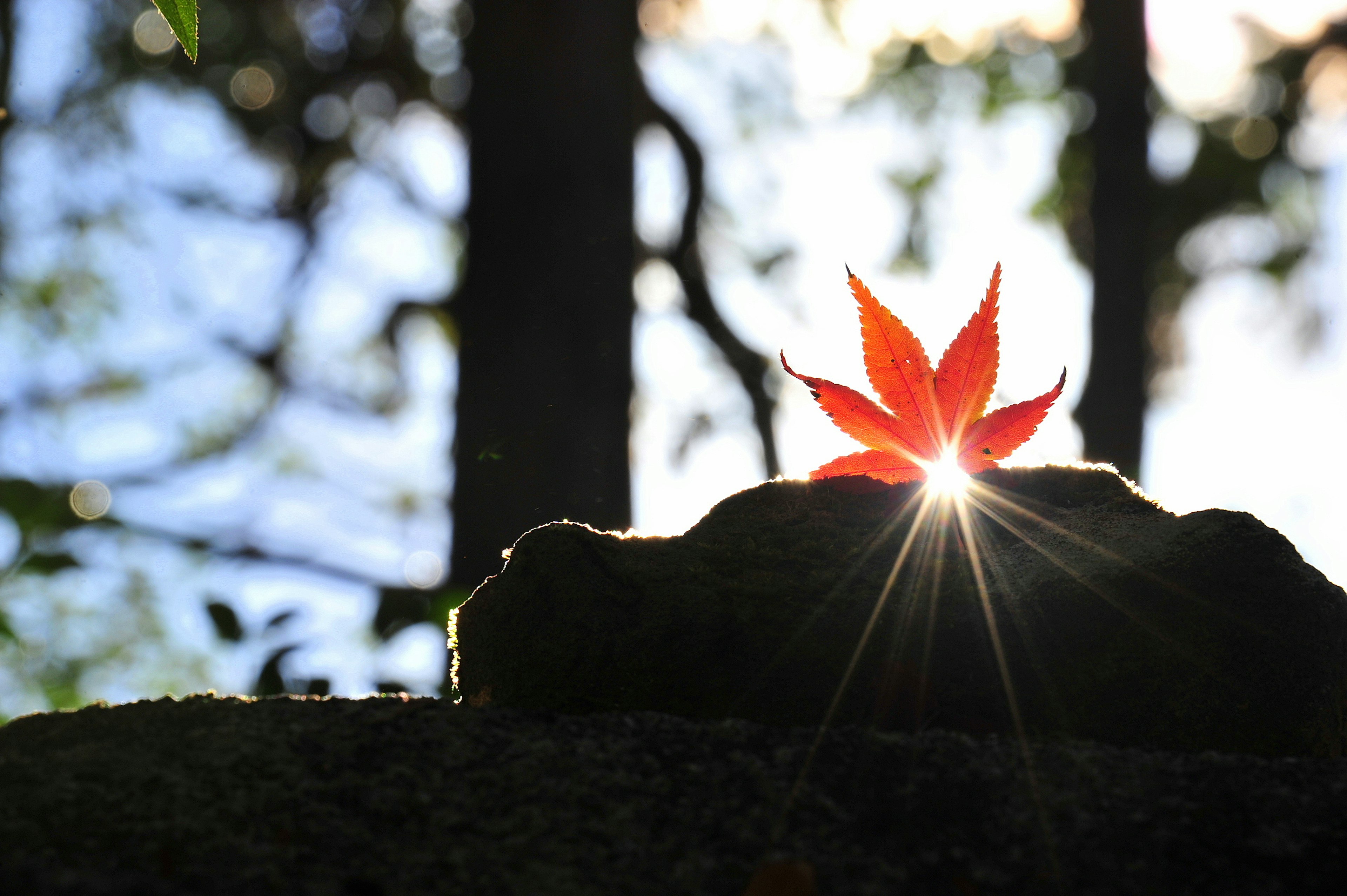 Silhouette of a rock with a maple leaf backlit by sunlight