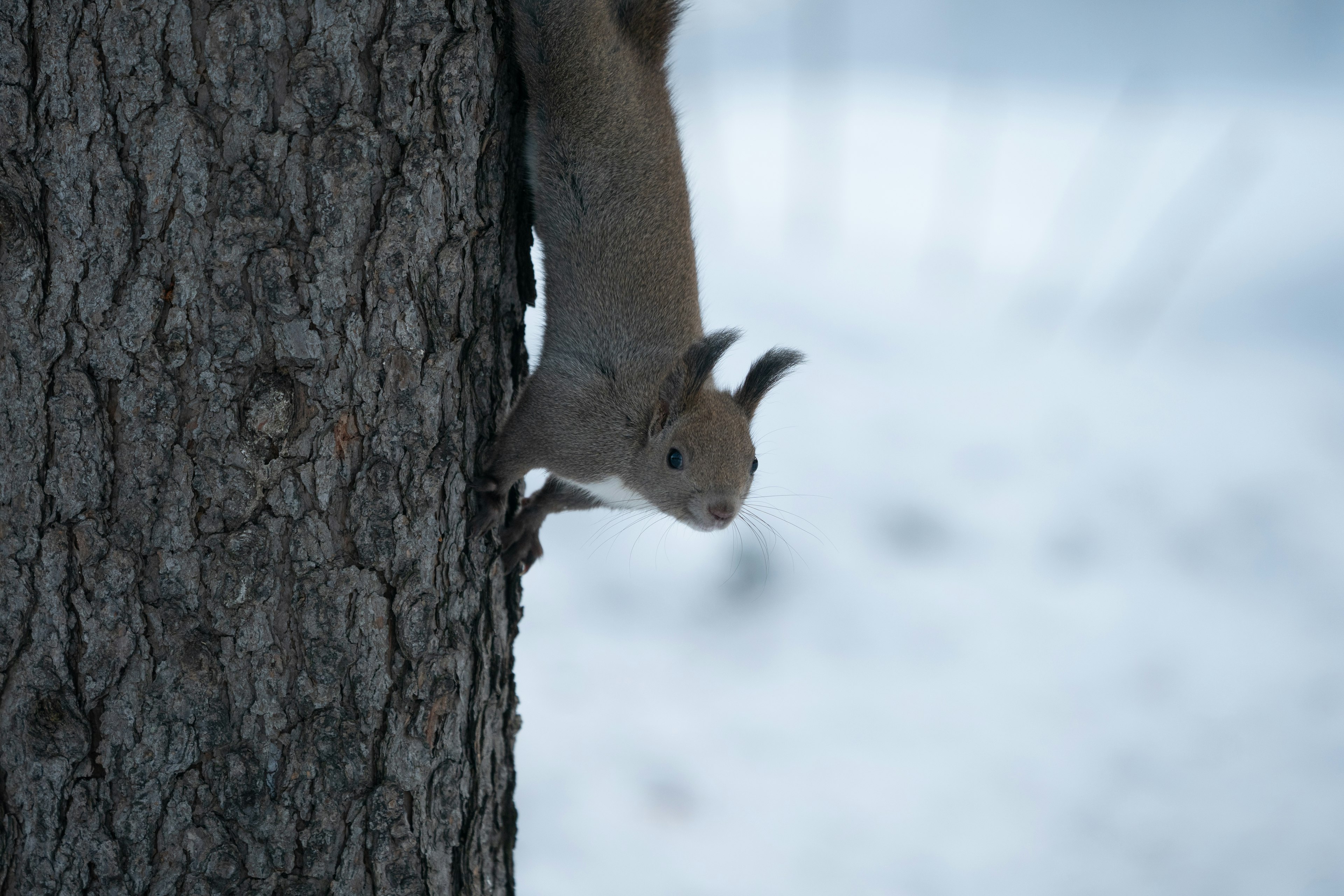 Eichhörnchen klettert an einem Baumstamm in einer verschneiten Winterlandschaft