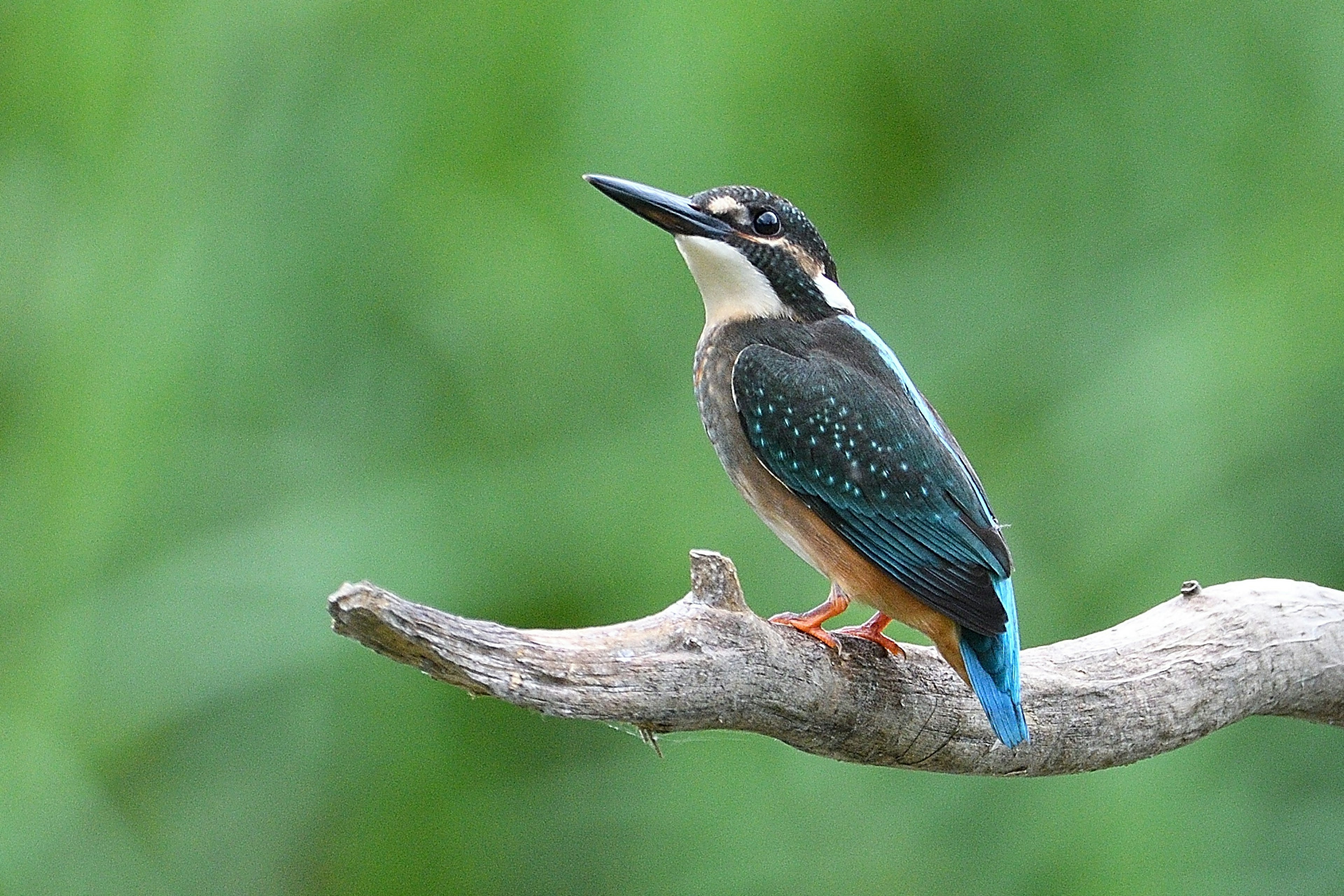 Kleiner Vogel mit blauen Federn auf einem Ast