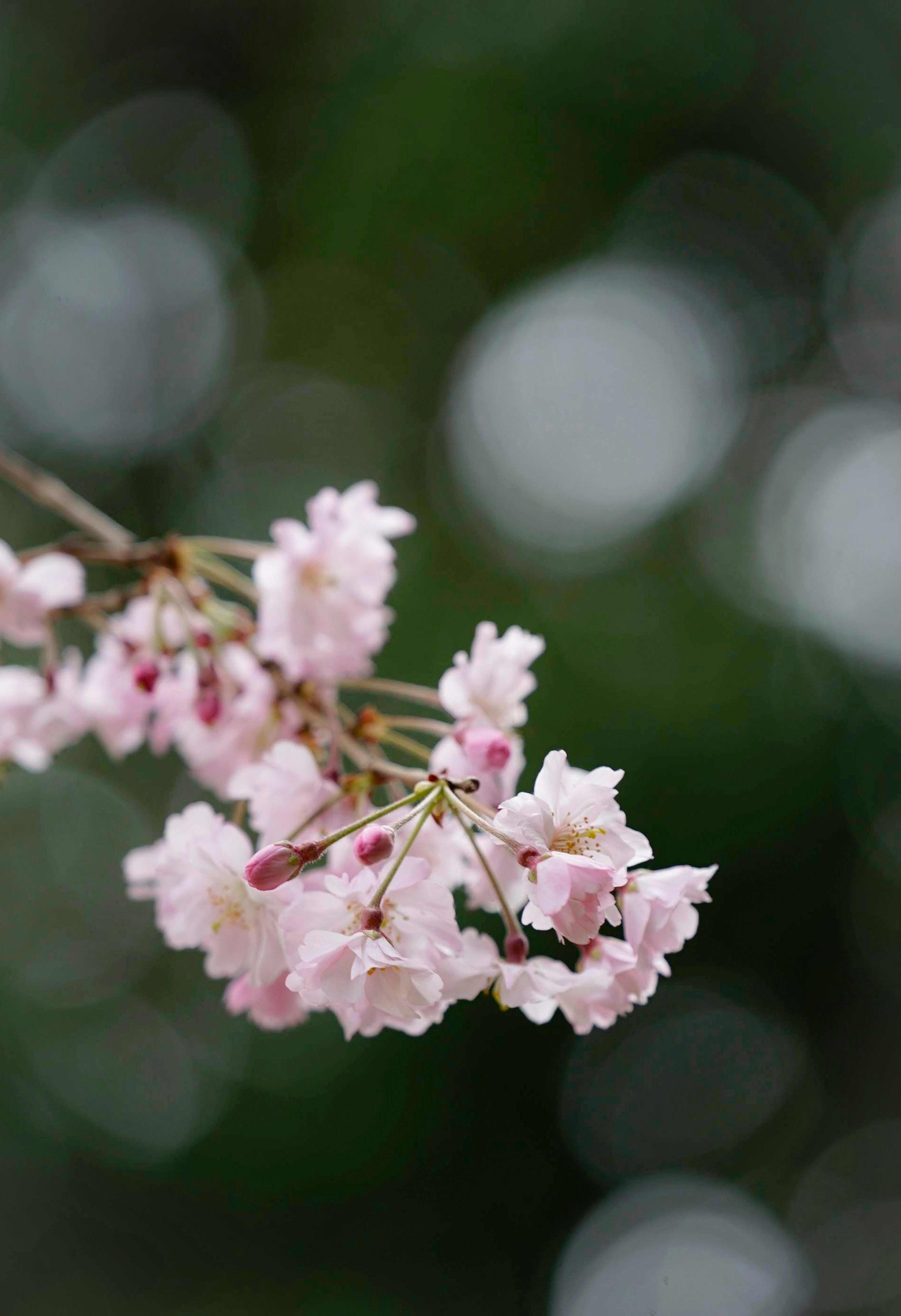 Close-up of beautiful cherry blossom flowers on a branch