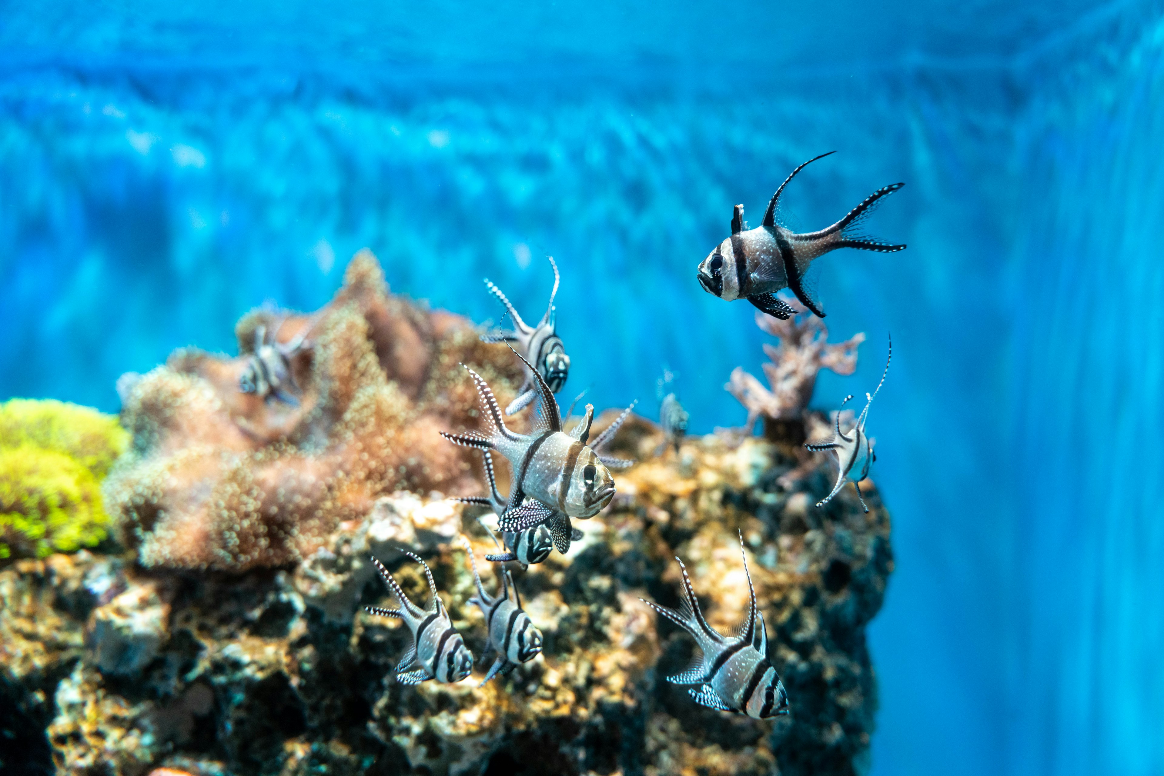 水中の色とりどりの魚とサンゴ礁の景色