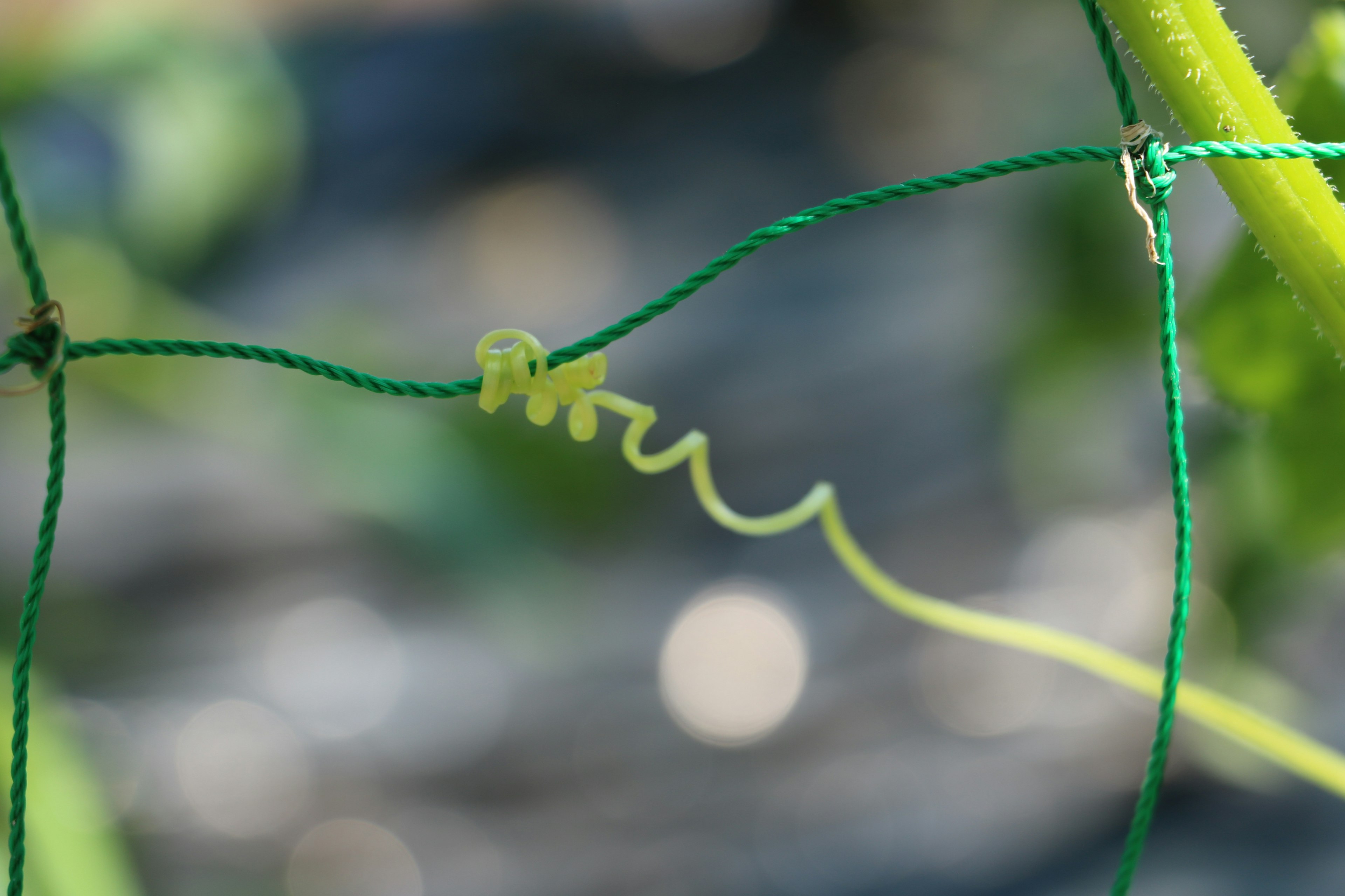 Une fine vrille de plante enchevêtrée dans un filet vert