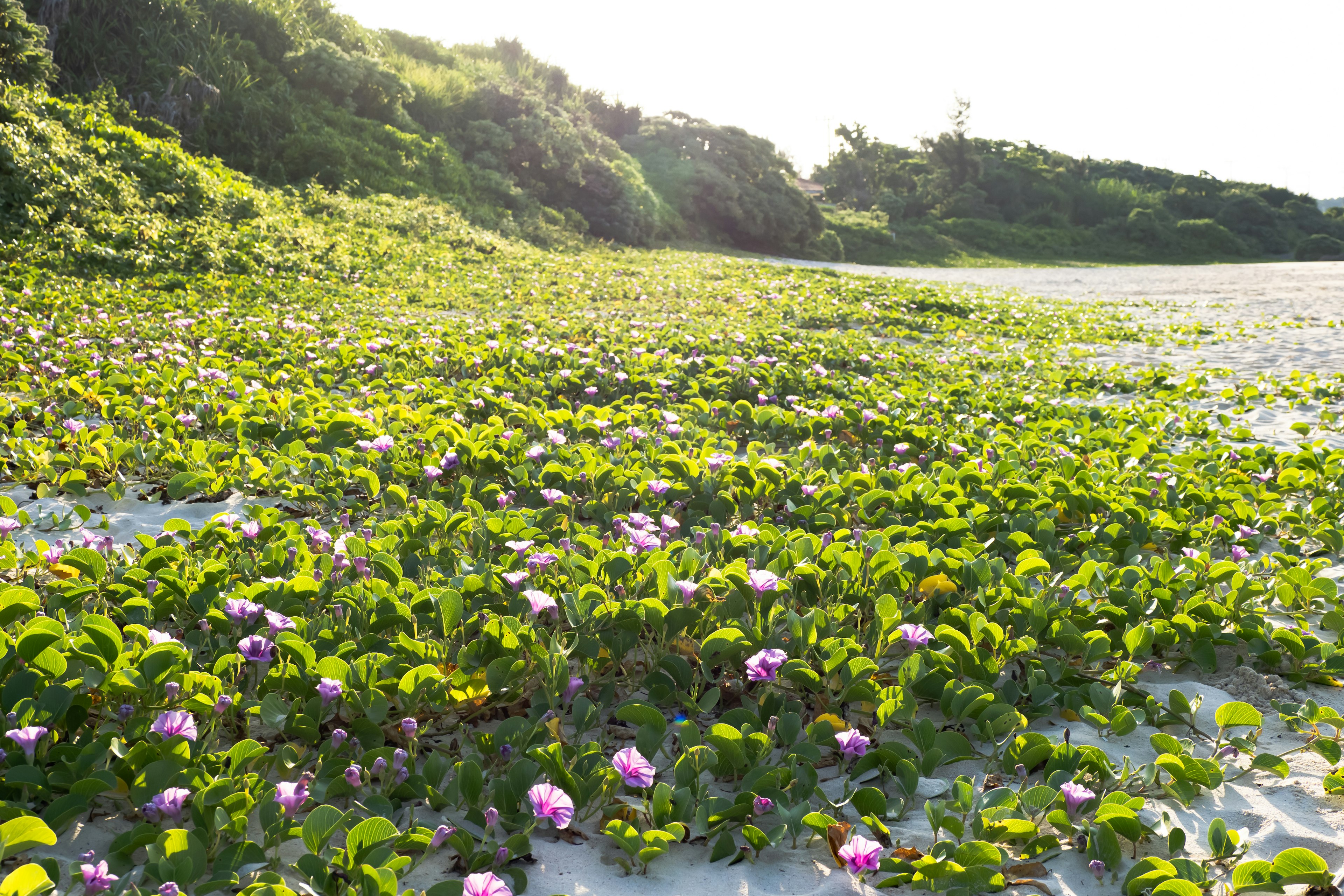 Latar hijau cerah dengan bunga pink di tepi pantai berpasir