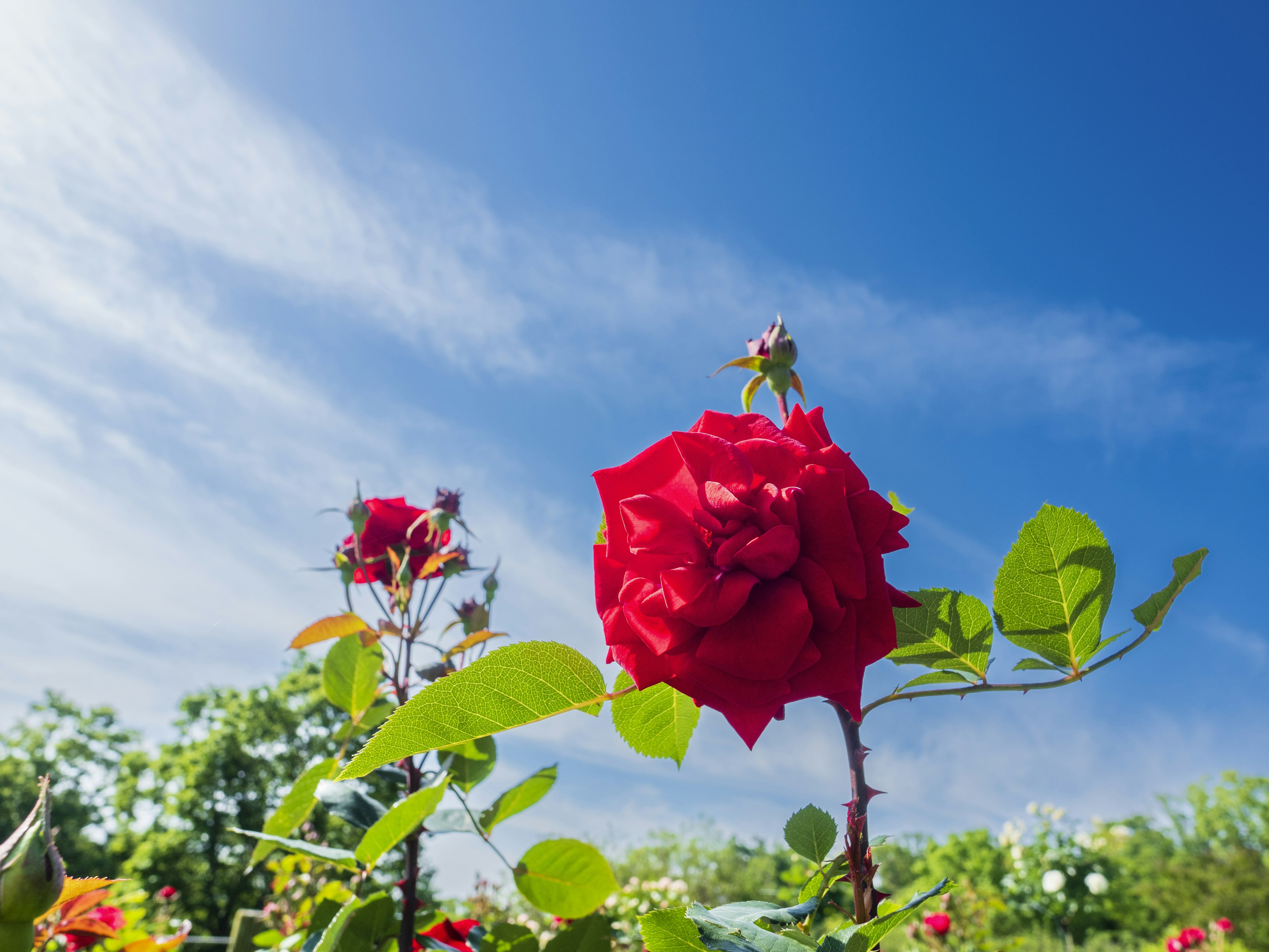 Rote Rose blüht unter blauem Himmel mit grünen Blättern