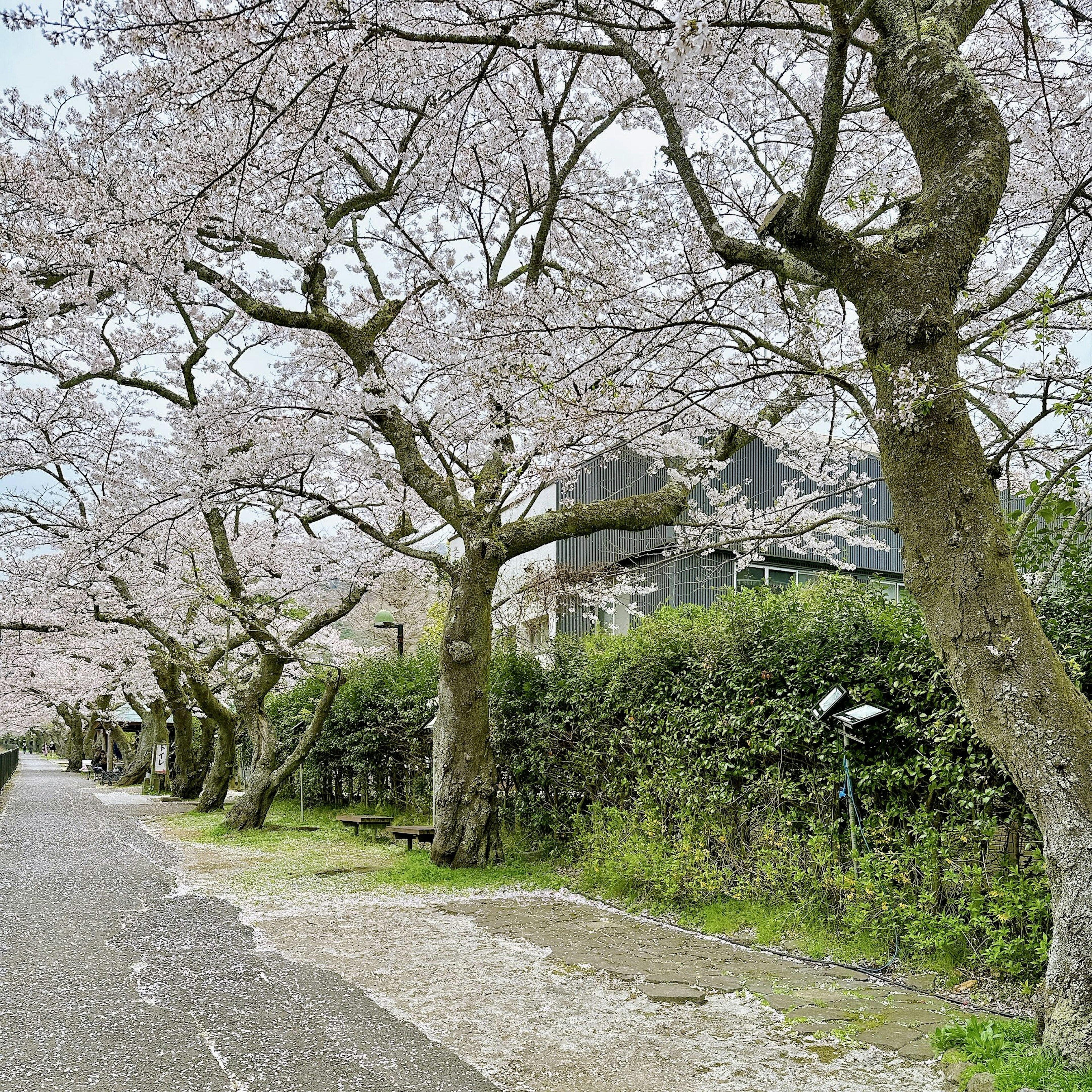 Chemin pittoresque bordé de cerisiers en fleurs