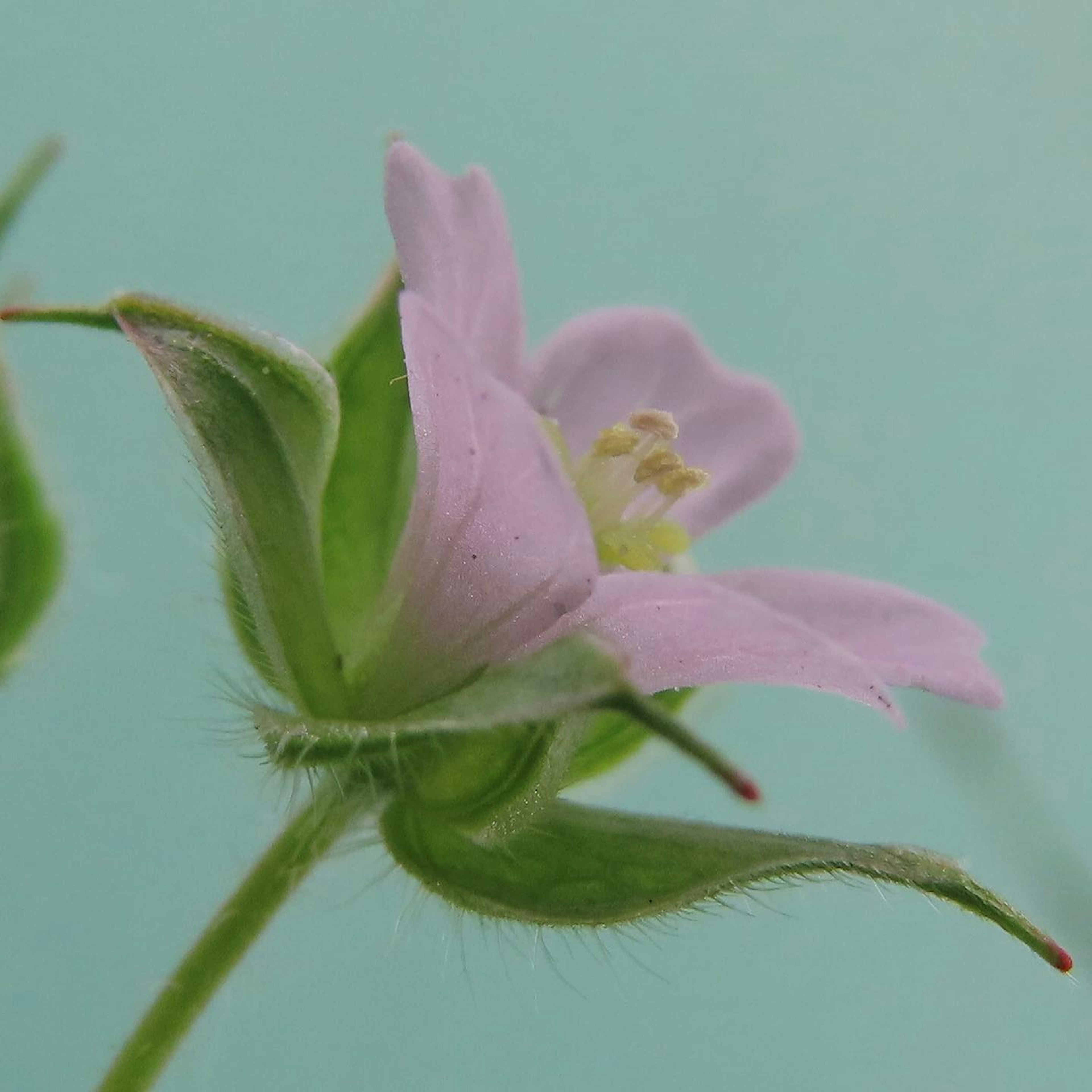 Nahaufnahme einer blassrosa Blume mit grünen Blättern