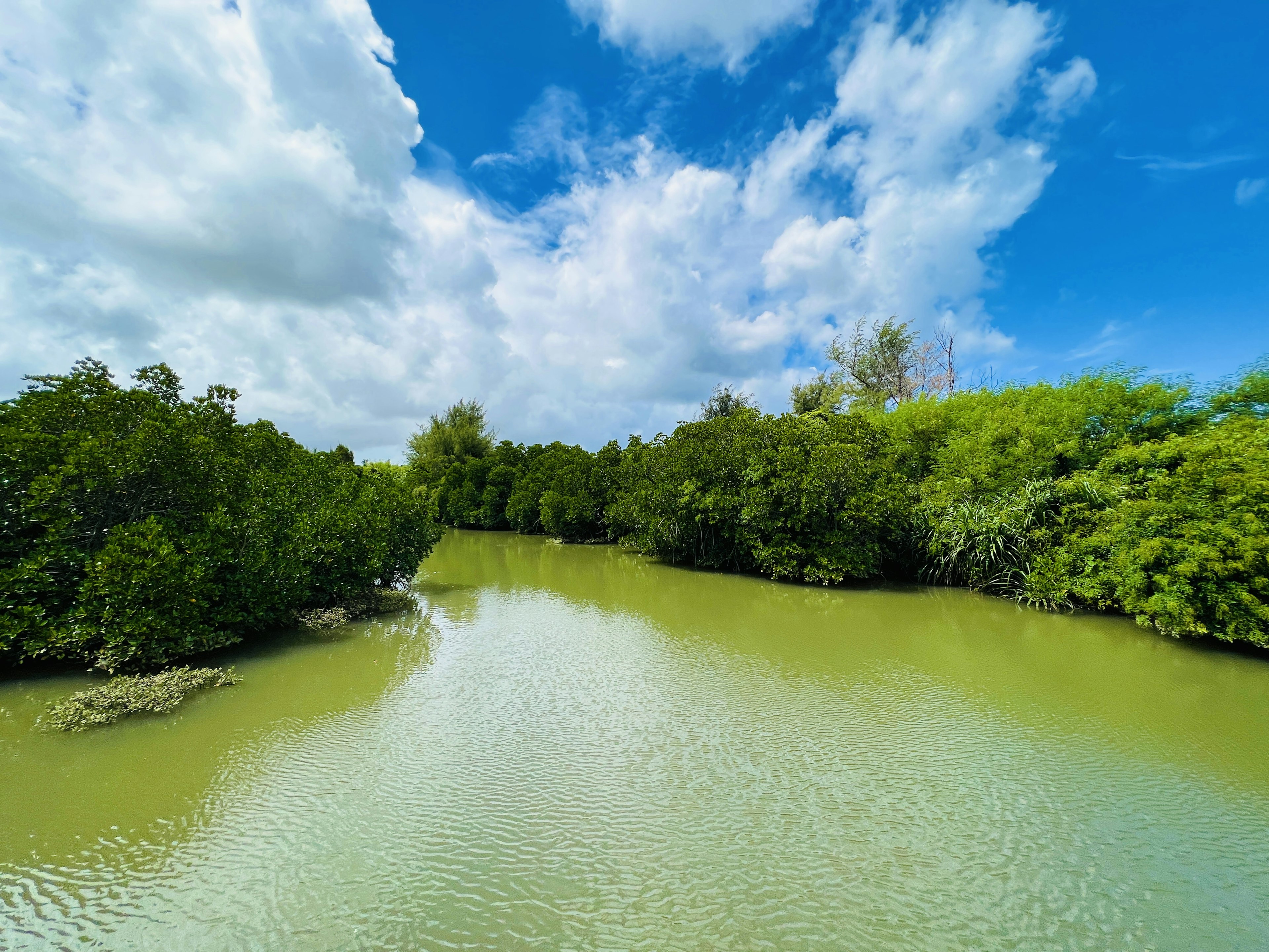 Calm water surrounded by green mangroves under a blue sky