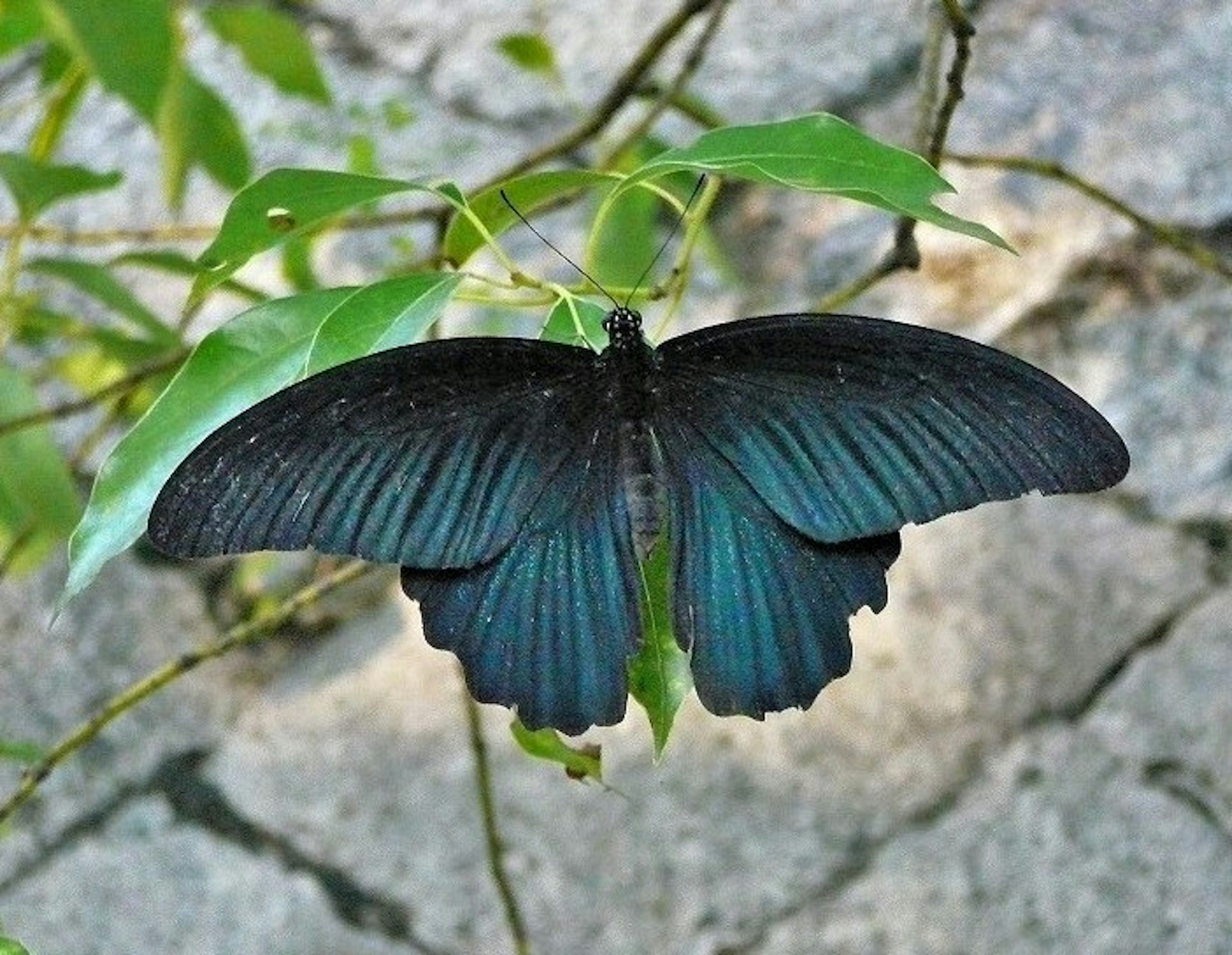 Un papillon aux ailes bleues se reposant sur une feuille